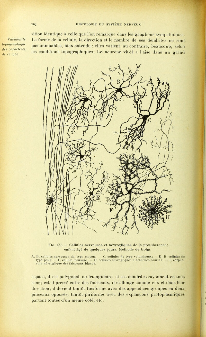 sition identique à celle que I on remarque dans les ganglions sympalhiqnes. Variabilité La forme de la cellule, la direction et le nombre de ses dendriles ne sont iopographique immuables, bien entendu ; elles varient, au contraire, beaucoup, selon des ccipcictèpcs . , de ce lype conditions topographiques. Le neurone vit-il à l'aise dans un grand FiG. 437. — Cellules nerveuses et névrogliques de la protubérance; enfant âgé de quelques jours. Méthode de Golgi. A, B, cellules nerveuses du type moyen; — C, cellules du type volumineux; — D, E, cellules dir type petit; — F, cellule moussue; — H, cellules névrogliques à branches courtes; — I, corpus- cule névrosli(iue des faisceaux blancs. espace, il est polygonal ou triangulaire, et ses dendrites rayonnent en tous sens ; est-il pressé entre des faisceaux, il s'allonge comme eux et dans leur direction; il devient tantôt fusiforme avec des appendices groupés en deux pinceaux opposés, tantôt piriforme avec des expansions protoplasmiques partant toutes d'un même côté, etc.
