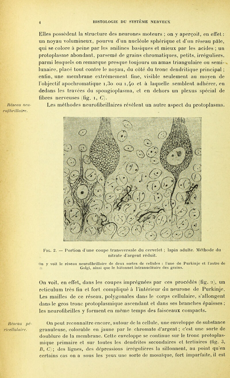 Elles possèdent la structure des neurones moteurs ; on y aperçoit, en effet : un noyau volumineux, pourvu d'un nucléole sphérique et d'un réseau pâle, qui se colore à peine par les anilines basiques et mieux par les acides ; un protoplasme abondant, parsemé de grains chromatiques, petits, irréguliers, parmi lesquels on remarque presque toujours un amas triangulaire ou semi- lunaire, placé tout contre le noyau, du côté du tronc dendritique principal ; enfin, une membrane extrêmement fine, visible seulement au moyen de l'objectif apochromatique i,3o ou i,4o et à laquelle semblent adhérer, en dedans les travées du spongioplasma, et en dehors un plexus spécial de fibres nerveuses (fig. 1, C). Réseau neu- Les méthodes neurofibrillaires révèlent un autre aspect du protoplasma. rofibrillaire. Fig. 2. — Portion d'une coupe transversale du cervelet ; lapin adulte. Méthode du nitrate d'argent réduit. On y voit le réseau neurofibrillaire de deux sortes de cellules : l'une de Purkinje et l'autre de Golgi, ainsi que le bâtonnet intranucléaire des grains. On voit, en effet, dans les coupes imprégnées par ces procédés (fig. 2), un reticulum très fin et fort compliqué à l'intérieur du neurone de Purkinje. Les mailles de ce réseau, polygonales dans le corps cellulaire, s'allongent dans le gros tronc protoplasmique ascendant et dans ses branches épaisses ; les neurofibrilles y forment en même temps des faisceaux compacts. Héseau pé- On peut reconnaître encore, autour de la cellule, une enveloppe de substance ricellulaire. granuleuse, colorante en jaune par le chromate d'argent ; c'est une sorte de doublure de la membrane. Cette enveloppe se continue sur le tronc protoplas- mique primaire et sur toutes les dendrites secondaires et tertiaires (fig. 3, B, C) ; des lignes, des dépressions irrégulières la sillonnent, au point qu'en certains cas on a sous les yeux une sorte de mosaïque, fort imparfaite, il est