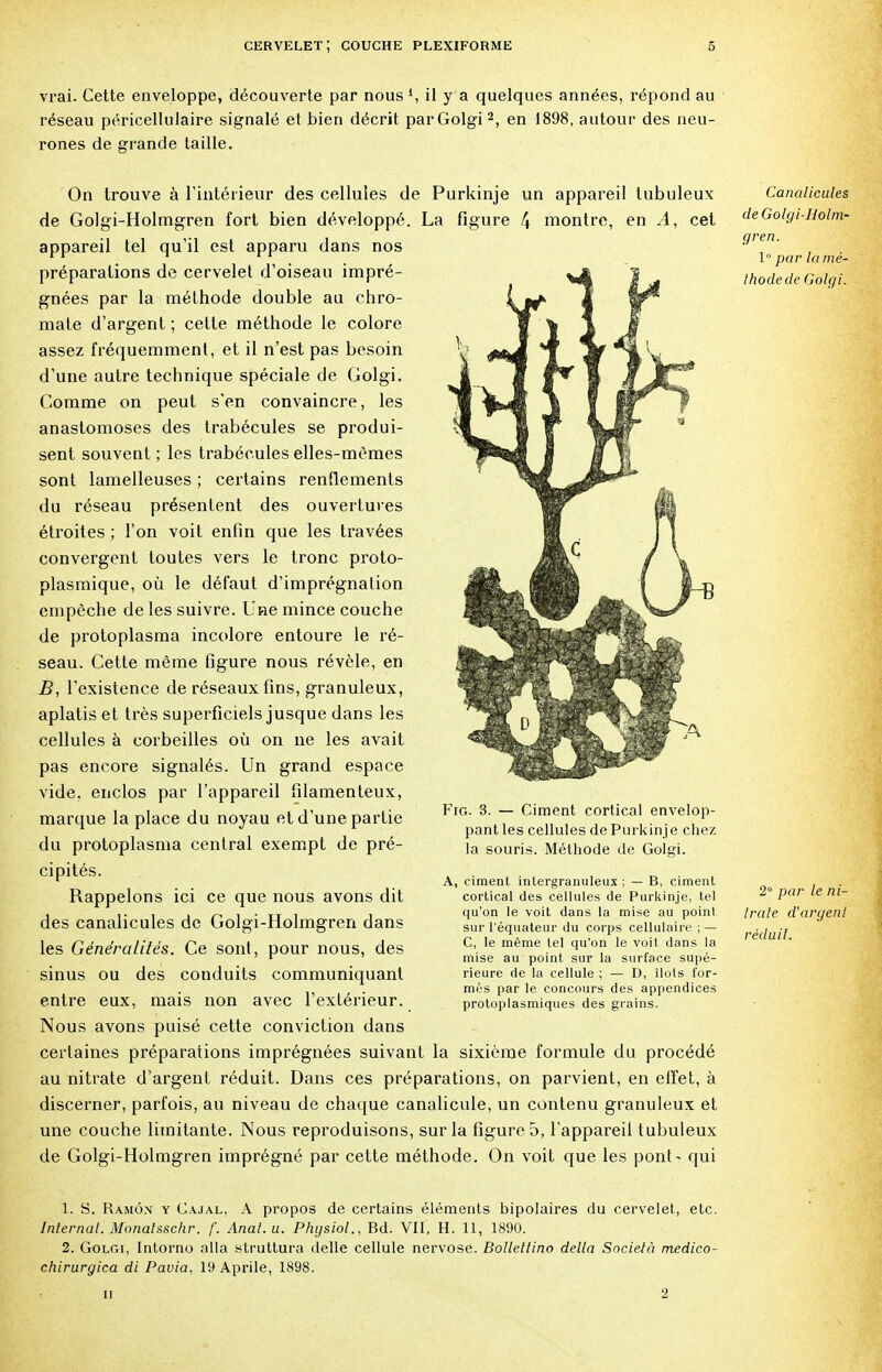 vrai. Cette enveloppe, découverte par nous *, il y a quelques années, répond au réseau péricellulaire signalé et bien décrit parGolgi2, en 1898, autour des neu- rones de grande taille. On trouve à l'intérieur des cellules de Purkinje un appareil lubuleux de Golgi-Holmgren fort bien développé. La figure 4 montre, en .4, cet appareil tel qu'il est apparu dans nos préparations de cervelet d'oiseau impré- gnées par la méthode double au chro- mate d'argent ; cette méthode le colore assez fréquemment, et il n'est pas besoin d'une autre technique spéciale de Golgi. Comme on peut s'en convaincre, les anastomoses des trabécules se produi- sent souvent ; les trabécules elles-mêmes sont lamelleuses ; certains renflements du réseau présentent des ouvertures étroites ; l'on voit enfin que les travées convergent toutes vers le tronc proto- plasmique, où le défaut d'imprégnation empêche de les suivre. Une mince couche de protoplasma incolore entoure le ré- seau. Cette même figure nous révèle, en B, l'existence de réseaux fins, granuleux, aplatis et très superficiels jusque dans les cellules à corbeilles où on ne les avait pas encore signalés. Un grand espace vide, enclos par l'appareil filamenteux, marque la place du noyau et d'une partie du protoplasma central exempt de pré- cipités. Rappelons ici ce que nous avons dit des canalicules de Golgi-Holmgren dans les Généralités. Ce sont, pour nous, des sinus ou des conduits communiquant entre eux, mais non avec l'extérieur. Nous avons puisé cette conviction dans certaines préparations imprégnées suivant la sixième formule du procédé au nitrate d'argent réduit. Dans ces préparations, on parvient, en effet, à discerner, parfois, au niveau de chaque canalicule, un contenu granuleux et une couche limitante. Nous reproduisons, sur la figure 5, l'appareil tubuleux de Golgi-Holmgren imprégné par cette méthode. On voit que les pont - qui Fig. 3. — Ciment cortical envelop- pant les cellules de Purkinje chez la souris. Méthode de Golgi. A, ciment intergranuleux ; — B, ciment cortical des cellules de Purkinje, tel qu'on le voit dans la mise au point sur l'équateur du corps cellulaire ; — C, le même tel qu'on le voit dans la mise au point sur la surface supé- rieure de la cellule ; — D, îlots for- més par le concours des appendices protoplasmiques des grains. Canalicules de Golgi-IJolm- gren. I par la mé- thode de Golgi. 2° par le ni- trate d'argent réduit. 1. S. Ramôn y Cajal, A propos de certains éléments bipolaires du cervelet, etc. Internat. Monatsschr. f. Anal. u. Physiol., Bd. VII, H. 11, 1890. 2. Golgi, Intorno alla stmttura délie cellule nervose. Bollettino délia Società medico- chirurgica di Pauia, 19 Aprile, 1898. • il ' 2