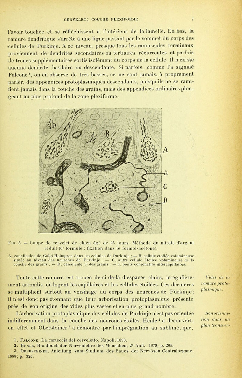 l'avoir touchée et se réfléchissent à l'intérieur de la lamelle. En bas, La ramure dendritique s'arrête à une ligne passant par le sommet du corps des cellules de Purkinje. A ce niveau, presque tous les ramuscules terminauvx proviennent de dendrites secondaires ou tertiaires récurrentes et parfois de troncs supplémentaires sortis isolément du corps de la cellule. Il n'existe aucune dendrite basilaire ou descendante. Si parfois, comme l'a signalé Falcone ', on en observe de très basses, ce ne sont jamais, à proprement parler, des appendices protoplasmiques descendants, puisqu'ils ne se rami- fient jamais dans la couche des grains, mais des appendices ordinaires plon- geant au plus profond de la zone plexiforme. Fig. 5. — Coupe de cervelet de chien âgé de 25 jours. Méthode du nitrate d'argent réduit (6e formule : fixation dans le formol-acétone). A, canalicules de Golgi-Holmgren dans les cellules de Purkinje ; — B, cellule étoilée volumineuse située au niveau des neurones de Purkinje ; — C, autre cellule étoilée volumineuse de la couche des grains ; — D, canalicule (?) des grains ; — a, ponts conjonctifs intercapillaires. Toute cette ramure est trouée de-ci de-là d'espaces clairs, irrégulière- ment arrondis, où logent les capillaires et les cellules étoilées. Ces dernières se multiplient surtout au voisinage du corps des neurones de Purkinje; il n'est donc pas étonnant que leur arborisation protoplasmique présente près de son origine des vides plus vastes et en plus grand nombre. L'arborisation protoplasmique des cellules de Purkinje n'est pas orientée indifféremment dans la couche des neurones étoilés. Henle 2 a découvert, en effet, et Obersteiner 3 a démontré par l'imprégnation au sublimé, que, 1. Falcone, La corteccia del cerveletto, Napoli, 1893. 2. Henle, Handbuch der Nervenlehre des Menschen, 2e Aufl., 1879, p. 265. 3. Obersteiner, Anleitung zum Studium des Baues der Nervôsen Centralorgane 1888; p. 325. Vides de la ramure proto- plasmique. Sonorienta- lion dans un plan transver-