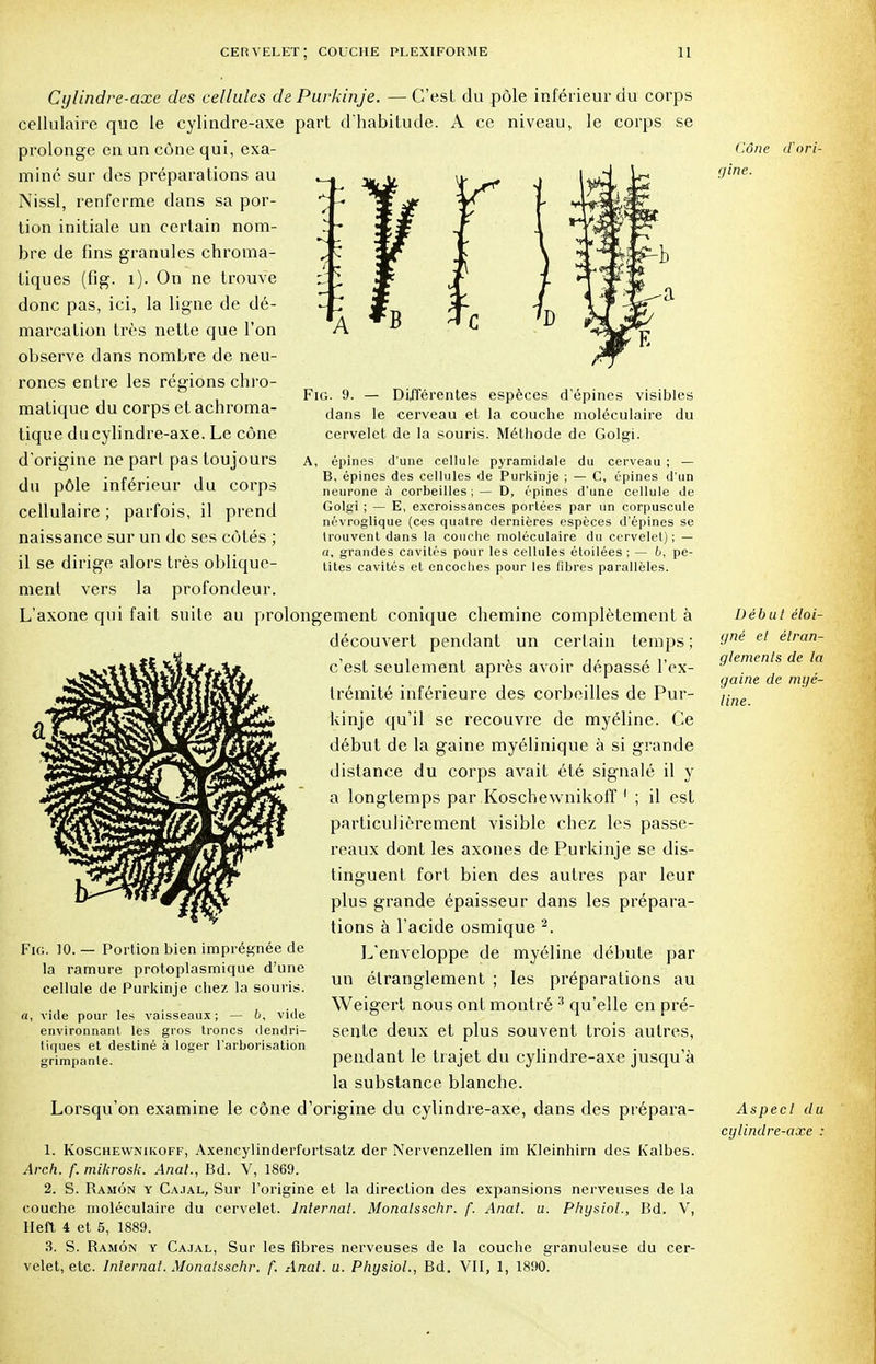 s - j 5 ; r - C Fig. 9. — Différentes espèces d'épines visibles dans le cerveau et la couche moléculaire du cervelet de la souris. Méthode de Golgi. A, épines d'une cellule pyramidale du cerveau ; — B, épines des cellules de Purkinje ; — C, épines d'un neurone à corbeilles ; — D, épines d'une cellule de Golgi ; — E, excroissances portées par un corpuscule névroglique (ces quatre dernières espèces d'épines se trouvent dans la couche moléculaire du cervelet); — n, grandes cavités pour les cellules étoilées ; — 6, pe- tites cavités et encoches pour les libres parallèles. Cylindre-axe des cellules de Purkinje. — C'est du pôle inférieur du corps cellulaire que le cylindre-axe part d'habitude. A ce niveau, le corps se prolonge en un cône qui, exa- miné sur des préparations au Nissl, renferme dans sa por- tion initiale un certain nom- bre de fins granules chroma- tiques (fig. i). On ne trouve donc pas, ici, la ligne de dé- marcation très nette que l'on observe dans nombre de neu- rones entre les régions chro- matique du corps et achroma- tique ducylindre-axe. Le cône d'origine ne part pas toujours du pôle inférieur du corps cellulaire ; parfois, il prend naissance sur un de ses côtés ; il se dirige alors très oblique- ment vers la profondeur. L'axone qui fait suite au prolongement conique chemine complètement à découvert pendant un certain temps ; c'est seulement après avoir dépassé l'ex- trémité inférieure des corbeilles de Pur- kinje qu'il se recouvre de myéline. Ce début de la gaine myélinique à si grande distance du corps avait été signalé il y a longtemps par Koschewnikoff 1 ; il est particulièrement visible chez les passe- reaux dont les axones de Purkinje se dis- tinguent fort bien des autres par leur plus grande épaisseur dans les prépara- tions à l'acide osmique 2. L'enveloppe de myéline débute par un étranglement ; les préparations au Weigert nous ont montré 3 qu'elle en pré- sente deux et plus souvent trois autres, pendant le trajet du cylindre-axe jusqu'à la substance blanche. Lorsqu'on examine le cône d'origine du cylindre-axe, dans des prépara- Fig. 10. — Portion bien imprégnée de la ramure protoplasmique d'une cellule de Purkinje chez la souris. a, vide pour les vaisseaux ; — b. vide environnant les gros troncs dendri- tiques et destiné à loger l'arborisation grimpante. 1. Koschewnikoff, Axencylinderfortsatz der Nervenzellen im Kleinhirn des Kalbes. Arch. f. mikrosk. Anal., Bd. V, 1869. 2. S. Ramôn y Cajal, Sur l'origine et la direction des expansions nerveuses de la couche moléculaire du cervelet. Internat. Monalsschr. f. Anal. u. Physiol., Bd. V, Heft 4 et 5, 1889. 3. S. Ramôn y Cajal, Sur les fibres nerveuses de la couche granuleuse du cer- velet, etc. Internat. Monalsschr. f. Anat. u. Physiol., Bd. VII, 1, 1890. Cône d'ori- gine. Début éloi- gné et étran- glements de la gaine de myé- line. Aspect du cylindre-axe :