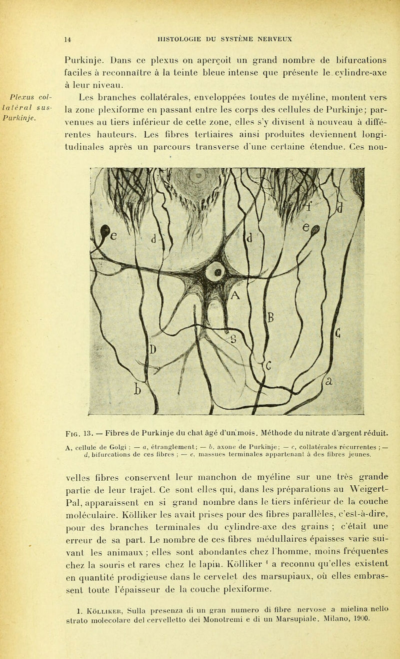 Purkinje. Dans ce plexus on aperçoit un grand nombre de bifurcations faciles à reconnaître à la teinte bleue intense que présente le. cylindre-axe à leur niveau. Les branches collatérales, enveloppées toutes de myéline, montent vers la zone plexiforme en passant entre les corps des cellules de Purkinje; par- venues au tiers inférieur de cette zone, elles s'y divisent à nouveau à diffé- rentes hauteurs. Les fibres tertiaires ainsi produites deviennent longi- tudinales après un parcours transverse d'une certaine étendue. Ces nou- Fig. 13. — Fibres de Purkinje du chat âgé d'unmois. Méthode du nitrate d'argent réduit. A, cellule de Golgi ; — a, étranglement; — b, axone de Purkinje; — c, collatérales récurrentes ; — d, bifurcations de ces fibres ; — e, massues terminales appartenant à des fibres jeunes. velles fibres conservent leur manchon de myéline sur une très grande partie de leur trajet. Ce sont elles qui, dans les préparations au Weigert- Pal, apparaissent en si grand nombre dans le tiers inférieur de la couche moléculaire. Kôlliker les avait prises pour des fibres parallèles, c'esl-à-dire, pour des branches terminales du cylindre-axe des grains ; c'était une erreur de sa part. Le nombre de ces fibres médullaires épaisses varie sui- vant les animaux ; elles sont abondantes chez l'homme, moins fréquentes chez la souris et rares chez le lapin. Kôlliker 1 a reconnu qu'elles existent en quantité prodigieuse dans le cervelet des marsupiaux, où elles embras- sent toute l'épaisseur de la couche plexiforme. 1. Kôlliker, Sulla presenza di un gran numéro di fibre nervose a mielina nello strato molecolare del cervelletto dei Monotremi e di un Marsupiale. Milano, 1900.