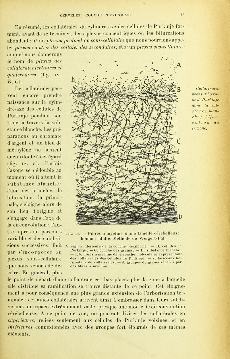 En résumé, les collatérales du cylindre-axe des cellules de Purkinje for- ment, avant de se terminer, deux plexus concentriques où les bifurcations abondent: i° un plexus profond ou sous-cellulaire que nous pourrions appe- ler plexus ou strie des collatérales secondaires, et 2° un plexus sus-cellulaire auquel nous donnerons le nom de plexus des . v collatérales tertiaires et quaternaires (fig. 12, B, C). Des collatérales peu- vent encore prendre naissance sur le cyhn- dre-axe des cellules de Purkinje pendant son trajet à travers la sub- stance blanche. Les pré- parations au chromate d'argent et au bleu de méthylène ne laissent aucun doute à cet égard (fig. 12, c). Parfois l'axone se dédouble au moment où il atteint la substance blanche; l'une des branches de bifurcation, la princi- pale, s'éloigne alors de son lieu d'origine et s'engage dans l'axe de la circonvolution ; l'au- tre, après un parcours variable et des subdivi- sions Successives, finit A, région inférieure de la couche plexiforme; — B, cellules de r»nr a'in«nr'nftrÂr £>n Purkinje ; — C, couche des grains; — D, substance blanche; ydi a lULuiuuiti du — a, 6, fibres à myéline de la couche moléculaire, représentant plexus SOUS-cellulaire c'es collatérales des cellules de Purkinje; — c, faisceaux ho- rizontaux de collatérales; — d, groupes de grains séparés par que IlOUS venons de dé- des fibres à myéline. crire. En général, plus le point de départ d'une collatérale est bas placé, plus la zone à laquelle elle distribue sa ramification se trouve distante de ce point. Cet éloigne- ment a pour conséquence une plus grande extension de l'arborisation ter- minale ; certaines collatérales arrivent ainsi à embrasser dans leurs subdi- visions un espace extrêmement vaste, presque une moitié de circonvolution cérébelleuse. A ce point de vue, on pourrait diviser les collatérales en supérieures, reliées seulement aux cellules de Purkinje voisines, et en inférieures connexionnées avec des groupes fort éloignés de ces mêmes éléments. Fig. 14. — Fibres à myéline d'une lamelle cérébelleuse; homme adulte. Méthode de Weigert-Pal. Collatérales nées sur l'axo- ne de Purkinje dans la sub- stance blan- che; bifur- cation de l'axone.