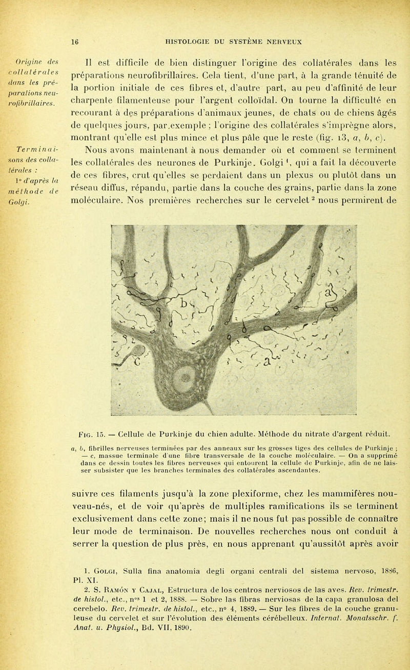 Origine des collatérales dans les pré- parations neu- rofdirillaires. Te r m i n a i- sons des colla- térales : 1° d'après la méthode de Golgi. Il est difficile de bien distinguer l'origine des collatérales dans les préparations neurofibrillaires. Cela tient, d'une part, à la grande ténuité de la portion initiale de ces fibres et, d'autre part, au peu d'affinité de leur charpente filamenteuse pour l'argent colloïdal. On tourne la difficulté en recourant à des préparations d'animaux jeunes, de chats ou de chiens âgés de quelques jours, par.exemple ; l'origine des collatérales s'imprègne alors, montrant qu'elle est plus mince et plus pâle que le reste (fig. i3, a, b, c). Nous avons maintenant à nous demander où et comment se terminent les collatérales des neurones de Purkinje. Golgi1, qui a fait la découverte de ces fibres, crut qu'elles se perdaient dans un plexus ou plutôt dans un réseau diffus, répandu, partie dans la couche des grains, partie dans la zone moléculaire. Nos premières recherches sur le cervelet2 nous permirent de Fig. 15. — Cellule de Purkinje du chien adulte. Méthode du nitrate d'argent réduit. a, b, fibrilles nerveuses terminées par des anneaux sur les grosses tiges des cellules de Purkinje ; — c, massue terminale d'une libre transversale de la couche moléculaire. — On a supprimé dans ce dessin toutes les fibres nerveuses qui entourent la cellule de Purkinje, afin de ne lais- ser subsister que les branches terminales des collatérales ascendantes. suivre ces filaments jusqu'à la zone plexiforme, chez les mammifères nou- veau-nés, et de voir qu'après de multiples ramifications ils se terminent exclusivement dans cette zone; mais il ne nous fut pas possible de connaître leur mode de terminaison. De nouvelles recherches nous ont conduit à serrer la question de plus près, en nous apprenant qu'aussitôt après avoir 1. Golgi, Sulla fîna anatomia degli organi centrali del sistema nervoso, 1886, Pl. XI. 2. S. Ramôn y Cajal, Estructura de Ios centros nerviosos de las aves. Hev. trimestr. de histol., etc., n°s 1 et 2, 1888. — Sobre las fibras nerviosas de la capa granulosa del cerebelo. Rev. trimestr. de histol., etc., n° 4, 1889. — Sur les fibres de la couche granu- leuse du cervelet et sur l'évolution des éléments cérébelleux. Internat. Monaisschr. f. Anat. u. Physiol., Bd. VII, 1890.