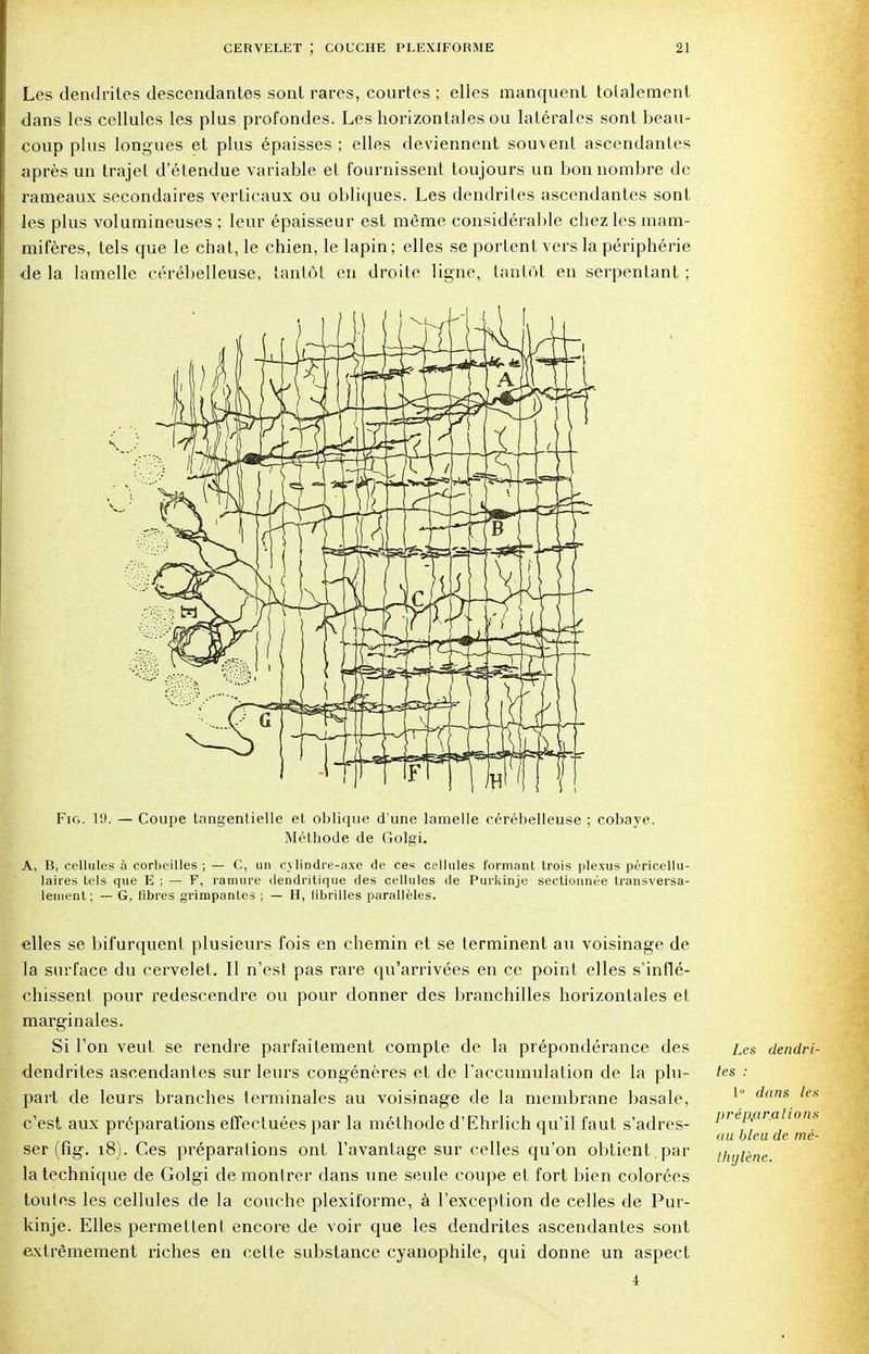 Les dendrites descendantes sont rares, courtes ; elles manquent totalement dans les cellules les plus profondes. Les horizontales ou latérales sont beau- coup plus longues et plus épaisses ; elles deviennent souvent ascendantes après un trajet d'étendue variable et fournissent toujours un bon nombre de rameaux secondaires verticaux ou obliques. Les dendrites ascendantes sont les plus volumineuses ; leur épaisseur est même considérable chez les mam- mifères, tels que le chat, le chien, le lapin; elles se portent vers la périphérie de la lamelle cérébelleuse, tantôt en droite ligne, tantôt en serpentant ; Fig. 10. — Coupe tangentielle et oblique d'une lamelle cérébelleuse ; cobaye. Méthode de Golgi. A, B, cellules à corbeilles ; — C, un cylindre-axe de ces cellules formant trois plexus péricellu- laires tels que E ; — F, ramure dendritique des cellules de Purkinje sectionnée transversa- lement; — G, fibres grimpantes ; — H, librilles parallèles. elles se bifurquent plusieurs fois en chemin et se terminent au voisinage de la surface du cervelet. Il n'est pas rare qu'arrivées en ce point elles s'inflé- chissent pour redescendre ou pour donner des branchilles horizontales et marginales. Si l'on veut se rendre parfaitement compte de la prépondérance des dendrites ascendantes sur leurs congénères et de l'accumulation de la plu- part de leurs branches terminales au voisinage de la membrane basale, c'est aux préparations effectuées par la méthode d'Ehrlich qu'il faut s'adres- ser (fig. 18). Ces préparations ont l'avantage sur celles qu'on obtient.par la technique de Golgi de montrer dans une seule coupe et fort bien colorées toutes les cellules de la couche plexiforme, à l'exception de celles de Pur- kinje. Elles permettent encore de voir que les dendrites ascendantes sont extrêmement riches en cette substance cyanophile, qui donne un aspect 4 Les dendri- tes : 1 dans les prépfir.alions au bleu de mé- thylène.