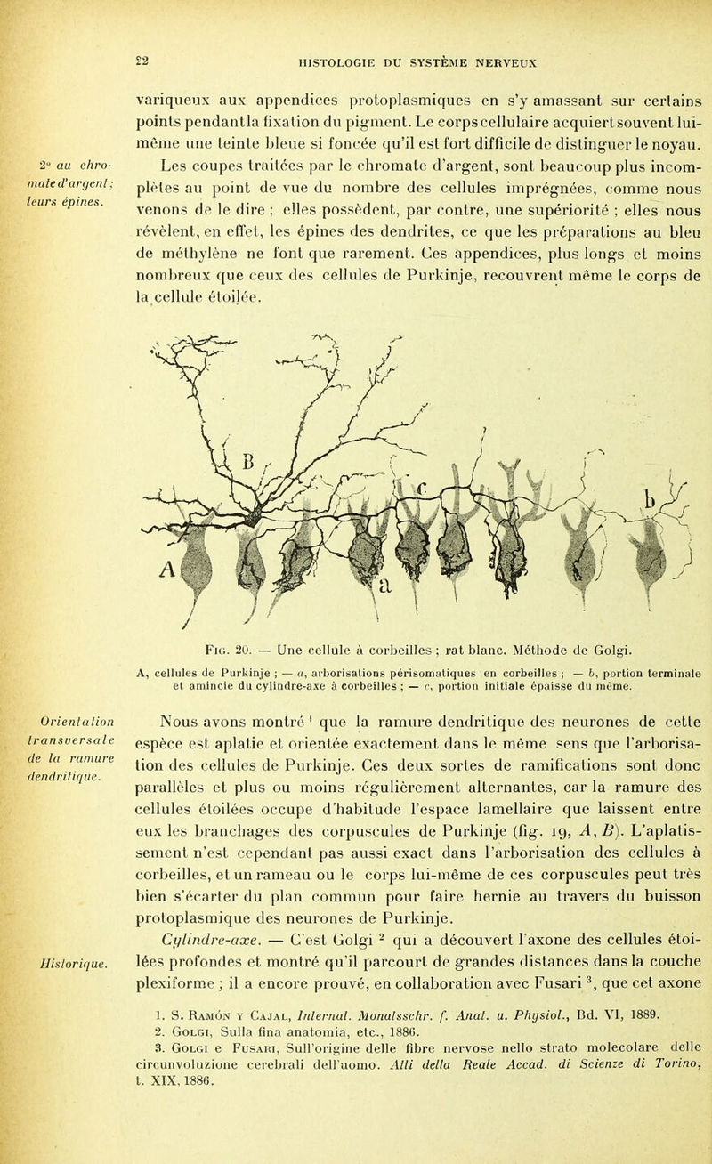 variqueux aux appendices protoplasmiques en s'y amassant sur certains points pendantla fixation du pigment. Le corps cellulaire acquiert souvent lui- même une teinte bleue si foncée qu'il est fort difficile de distinguer le noyau. 2u au chro- Les coupes traitées par le chromate d'argent, sont beaucoup plus incom- mated'argent; plèles au point de vue du nombre des cellules imprégnées, comme nous leurs épines. venons de le dire ; elles possèdent, par contre, une supériorité ; elles nous révèlent, en effet, les épines des dendrites, ce que les préparations au bleu de méthylène ne font que rarement. Ces appendices, plus longs et moins nombreux que ceux des cellules de Purkinje, recouvrent même le corps de la cellule éloilée. Fig. 20. — Une cellule à corbeilles ; rat blanc. Méthode de Golgi. A, cellules de Purkinje ; — a, arborisations périsomatiques en corbeilles ; - b, portion terminale et amincie du cylindre-axe à corbeilles ; — c, portion initiale épaisse du même. Orientation transversale de la ramure dendrilique. Historique. Nous avons montré 1 que la ramure dendritique des neurones de cette espèce est aplatie et orientée exactement dans le même sens que l'arborisa- tion des cellules de Purkinje. Ces deux sortes de ramifications sont donc parallèles et plus ou moins régulièrement alternantes, car la ramure des cellules étoilées occupe d'habitude l'espace lamellaire que laissent entre eux les branchages des corpuscules de Purkinje (fig. 19, A,B). L'aplatis- sement n'est cependant pas aussi exact dans l'arborisation des cellules à corbeilles, et un rameau ou le corps lui-même de ces corpuscules peut très bien s'écarter du plan commun pour faire hernie au travers du buisson protoplasmique des neurones de Purkinje. Cylindre-axe. — C'est Golgi 2 qui a découvert l'axone des cellules étoi- lées profondes et montré qu'il parcourt de grandes distances dans la couche plexiforme ; il a encore prouvé, en collaboration avec Fusari 3, que cet axone 1. S. Ramôn y Cajal, Internat. Monatsschr. f. Anat. u. Physiol., Bd. VI, 1889. 2. Golgi, Sulla fina anatomia, etc., 1886. 3. Golgi e Fusari, Sull'origine délie fibre nervose nello strato molecolare délie circunvoluzione cerebrali deiruomo. Atli delta Reale Accad. di Scienze di Torino, t. XIX, 1886.