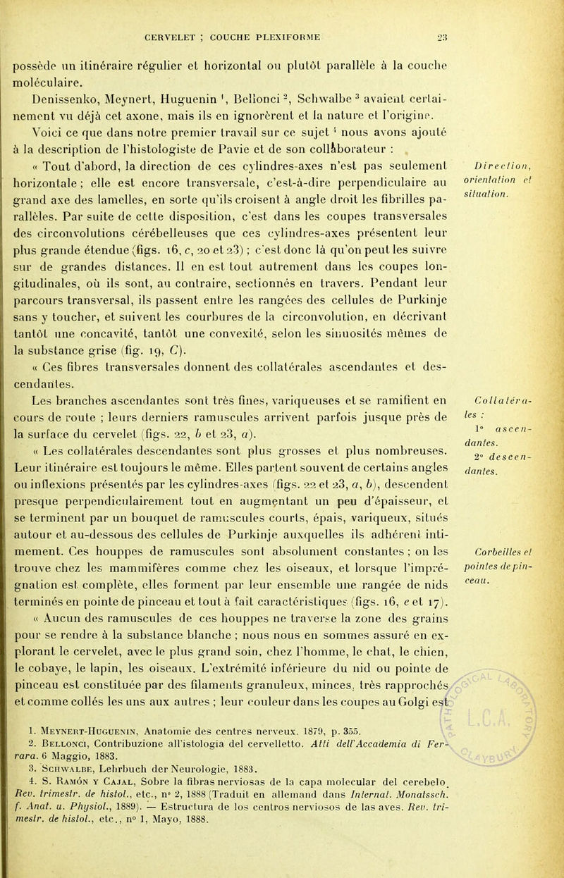 possède un itinéraire régulier el horizontal ou plutôt parallèle à la couche moléculaire. Denissenko, Meynert, Huguenin \ Bellonci2, Schwalbe 3 avaient certai- nement vu déjà cet axone, mais ils en ignorèrent et la nature et l'origine. Voici ce que dans notre premier travail sur ce sujet ' nous avons ajouté à la description de Thistologiste de Pavie et de son collaborateur : <( Tout d'abord, la direction de ces cylindres-axes n'est pas seulement horizontale ; elle est encore transversale, c'est-à-dire perpendiculaire au grand axe des lamelles, en sorte qu'ils croisent à angle droit les fibrilles pa- rallèles. Par suite de cette disposition, c'est dans les coupes transversales des circonvolutions cérébelleuses que ces cylindres-axes présentent leur plus grande étendue (figs. 16, c, 20 et 23) ; c'est donc là qu'on peut les suivre sur de grandes distances. Il en est tout autrement dans les coupes lon- gitudinales, où ils sont, au contraire, sectionnés en travers. Pendant leur parcours transversal, ils passent entre les rangées des cellules de Purkinje sans y toucher, et suivent les courbures de la circonvolution, en décrivant tantôt une concavité, tantôt une convexité, selon les sinuosités mêmes de la substance grise (fig. 19, C). « Ces fibres transversales donnent des collatérales ascendantes et des- cendantes. Les branches ascendantes sont très fines, variqueuses et se ramifient en cours de route ; leurs derniers ramuscules arrivent parfois jusque près de la surface du cervelet (figs. 22, b et 23, a). « Les collatérales descendantes sont plus grosses et plus nombreuses. Leur itinéraire est toujours le même. Elles parlent souvent de certains angles ou inflexions présentés par les cylindres-axes (figs. 22 et 23, o, 6), descendent presque perpendiculairement tout en augmentant un peu d'épaisseur, el se terminent par un bouquet de ramuscules courts, épais, variqueux, situés autour et au-dessous des cellules de Purkinje auxquelles ils adhérent inti- mement. Ces houppes de ramuscules sont absolument constantes ; on les trouve chez les mammifères comme chez les oiseaux, et lorsque l'impré- gnation est complète, elles forment par leur ensemble une rangée de nids terminés en pointe de pinceau et tout à fait caractéristiques (figs. 16, e et 17). « Aucun des ramuscules de ces houppes ne traverse la zone des grains pour se rendre à la substance blanche ; nous nous en sommes assuré en ex- plorant le cervelet, avec le plus grand soin, chez l'homme, le chat, le chien, le cobaye, le lapin, les oiseaux. L'extrémité inférieure du nid ou pointe de pinceau est constituée par des filaments granuleux, minces,, très rapprochés et comme collés les uns aux autres ; leur couleur dans les coupes au Golgi est Direction, orientation et situation. Colla ter el- les : 1° ascen- dantes. 2° descen- dantes. Corbeilles el pointes de pin- ceau. 1. Meynert-Hcguenin, Anatomie des centres nerveux. 1879, p. 355. 2. Bellonci, Contribuzione all'istologia del cervelletto. Atti delVAccademia di Fer1 rara. (5 Maggio, 1883. 3. Schwalbe, Lebrbuch der Neurologie, 1883. 4. S. Ramôn y Cajal, Sobre la flbras nerviosas de la capa molecular del cerebelo. Rev. trimestr. de histol., etc., n° 2, 1888 (Traduit en allemand dans Internat. Monatssch. f. Anat. u. Physiol., 1889). — Estructura de los centros nerviosos de las aves. Rev. tri- mestr. de histol., etc., n° 1, Mayo, 1888.