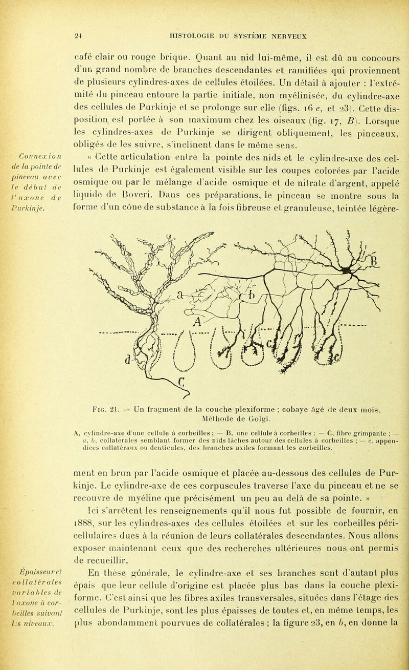 Connexion de la pointe de pinceau avec le début de l'axone de Purkinje. café clair ou rouge brique. Quant au nid lui-même, il est dû au concours d'un grand nombre de branches descendantes et ramifiées qui proviennent de plusieurs cylindres-axes de cellules étoilées. Un détail à ajouler : l'extré- mité du pinceau entoure la partie initiale, non myélinisée, du cylindre-axe des cellules de Purkinje et se prolonge sur elle (figs. 16 e, et 23). Cette dis- position est portée à son maximum chez les oiseaux (fig. 17, B). Lorsque les cylindres-axes de Purkinje se dirigent obliquement, les pinceaux, obligés de les suivre, s'inclinent dans le même sens. « Cette articulation entre la pointe des nids et le cylindre-axe des cel- lules de Purkinje est également visible sur les coupes colorées par l'acide osmique ou par le mélange d'acide osmique et de nitrate d'argent, appelé liquide de Boveri. Dans ces préparations, le pinceau se montre sous la forme d'un cône de substance à la fois fibreuse et granuleuse, teintée légère- Fig. 21. — Un fragment de la couche plexiforme ; cobaye âgé de deux mois. Méthode de Gols>ï. A, cylindre-axe d'une cellule à corbeilles; — B, une cellule à corbeilles ; — C, fibre grimpante ; — a, b, collatérales semblant former des nids lâches autour des cellules à corbeilles ; — c, appen- dices collatéraux ou denticules, des branches axiles formant les corbeilles. Epaisseur et c ollatèrales variables de l axone à cor- l/eilles suivant l.s niveaux. ment en brun par l'acide osmique et placée au-dessous des cellules de Pur- kinje. Le cylindre-axe de ces corpuscules traverse l'axe du pinceau et ne se recouvre de myéline que précisément un peu au delà de sa pointe. » Ici s'arrêtent les renseignements qu'il nous fut possible de fournir, en 1888, sur les cylindies-axes des cellules étoilées et sur les corbeilles péri- cellulaires dues à la réunion de leurs collatérales descendantes. Nous allons exposer maintenant ceux que des recherches ultérieures nous ont permis de recueillir. En thèse générale, le cylindre-axe et ses branches sent d'autant plus épais que leur cellule d'origine est placée plus bas dans la couche plexi- forme. C'est ainsi que les fibres axiles transversales, situées dans l'étage des cellules de Purkinje, sont les plus épaisses de toutes et, en même temps, les plus abondamment pourvues de collatérales ; la figure 23, en 6, en donne la