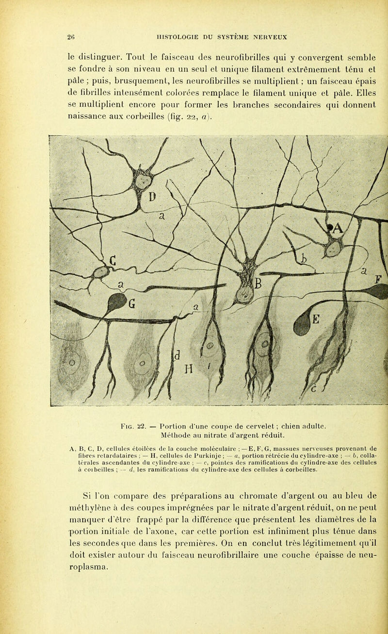 le distinguer. Tout le faisceau des neurofibrilles qui y convergent semble se fondre à son niveau en un seul et unique filament extrêmement ténu et pâle ; puis, brusquement, les neurofibrilles se multiplient ; un faisceau épais de fibrilles intensément colorées remplace le filament unique et pâle. Elles se multiplient encore pour former les branches secondaires qui donnent naissance aux corbeilles (fig. 22, a). Fig. 22. — Portion d'une coupe de cervelet ; chien adulte. Méthode au nitrate d'argent réduit. A, B, C, D, cellules étoilées de la couche moléculaire ;—E,F.G, massues nerveuses provenant de fibres retardataires ; — H, cellules de Purkinje ; — a, portion rétrécie du cylindre-axe ; — 6, colla- térales ascendantes du cylindre-axe ; — c, pointes des ramifications du cylindre-axe des cellules à coibeilles ; — ci, les ramifications du cylindre-axe des cellules à corbeilles. Si Ton compare des préparations au chromate d'argent ou au bleu de méthylène à des coupes imprégnées par le nitrate d'argent réduit, on ne peut manquer d'être frappé par la différence que présentent les diamètres de la portion initiale de l'axone, car cette portion est infiniment plus ténue dans les secondes que dans les premières. On en conclut très légitimement qu'il doit exister autour du faisceau neurofibrillaire une couche épaisse de neu- roplasma.