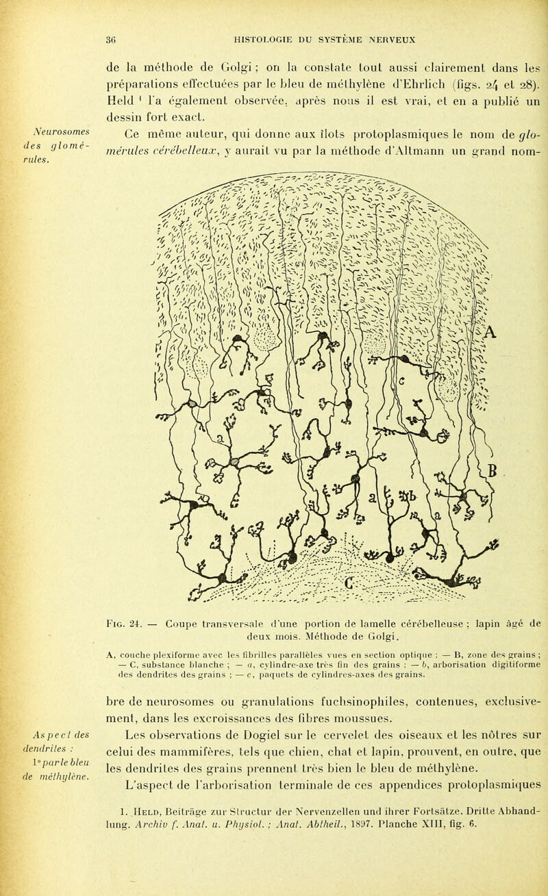 Neurosomes des glomé- rules. de la méthode de Golgi ; on la constate tout aussi clairement dans les préparations effectuées par le bleu de méthylène d'Ehrlich (figs. 24 et 28). Held 1 l'a également observée, après nous il est vrai, et en a publié un dessin fort exact. Ce même auteur, qui donne aux îlots protoplasmiques le nom de glo- mérules cérébelleux, y aurait vu par la méthode d'Altmann un grand nom- Aspecl des dendrites : 1°parle bleu de méthylène. Fig. 24. — Coupe transversale d'une portion de lamelle cérébelleuse ; lapin âgé de deux mois. Méthode de Golgi. A, couche plexiforme avec les fibrilles parallèles vues en section optique ; — B, zone des grains ; — C, substance blanche ; — a, cylindre-axe très fin des grains ; — 6, arborisation digitiforme des dendrites des grains ; — c, paquets de cylindres-axes des grains. bre de neurosomes ou granulations fuchsinophiles, contenues, exclusive- ment, dans les excroissances des fibres moussues. Les observations de Dogiel sur le cervelet des oiseaux et les nôtres sur celui des mammifères, tels que chien, chat ot lapin, prouvent, en outre, que les dendrites des grains prennent très bien le bleu de méthylène. L'aspect de l'arborisation terminale de ces appendices protoplasmiques 1. Held, Beitrâge zur Structur der Nervenzellen und ihrer Fortsatze. Dritte Abhand- lung. Archiu f. Anal. u. Physiol. ; Anal. Abîheil., 1897. Planche XIII, fig. 6.