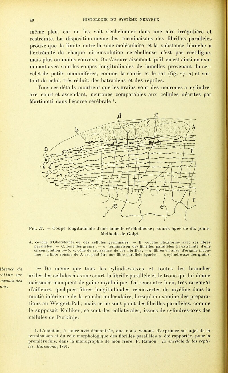 même plan, car on les voit s'échelonner dans une aire irrégulière et restreinte. La disposition même des terminaisons des fibrilles parallèles prouve que la limite entre la zone moléculaire et la substance blanche à l'extrémité de chaque circonvolution cérébelleuse n'est pas rectiligne, mais plus ou moins convexe. On s'assure aisément qu'il en est ainsi en exa- minant avec soin les coupes longitudinales de lamelles provenant du cer- velet de petits mammifères, comme la souris et le rat (fig. 27, a) et sur- tout de celui, très réduit, des batraciens et des reptiles. Tous ces détails montrent que les grains sont des neurones a cylindre- axe court et ascendant, neurones comparables aux cellules décrites par Martinotti dans l'écorce cérébrale Fig. 27. — Coupe longitudinale d'une lamelle cérébelleuse; souris âgée de dix jours. Méthode de Golgi. A, couche d'Obersteiner ou des cellules germinales ; — B. couche plexiforme avec ses fibres parallèles ; — C, zone des grains ; — a, terminaison des fibrilles parallèles à l'extrémité d'une circonvolution ; — b, c, cône de croissance de ces fibrilles; —d, fibres en anse, d'origine incon- nue ; la fibre voisine de A est peut-être une fibre parallèle égarée : — e, cylindre-axe des grains. ibsence de 2° De même que tous les cylindres-axes el toutes les branches <éline sur axiles des cellules à axone court,la fibrille parallèle et le tronc qui lui donne axones des naissance manquent de gaine myélinique. On rencontre bien, très rarement d'ailleurs, quelques fibres longitudinales recouvertes de myéline dans la moitié inférieure de la couche moléculaire, lorsqu'on examine des prépara- tions au Weigert-Pal ; mais ce ne sont point des fibrilles parallèles, comme le supposait Kôlliker; ce sont des collatérales, issues de cylindres-axes des cellules de Purkinje. 1. L'opinion, à notre avis démontrée, que nous venons d'exprimer au sujet de la terminaison et du rôle morphologique des fibrilles parallèles a été rapportée, pour la première fois, dans la monographie de mon frère, P. Ramôn : El encéfalo de los repti- les., Barcelona, 1891.