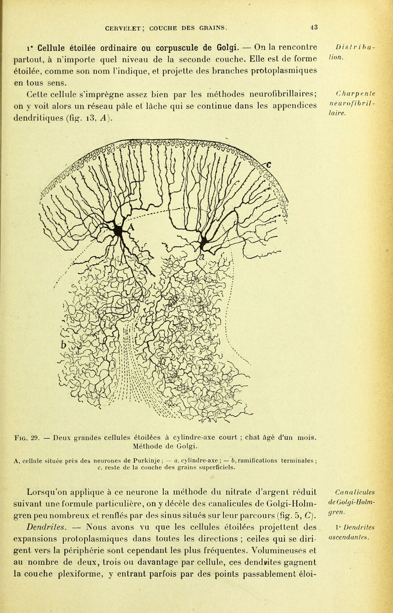 r Cellule étoilée ordinaire ou corpuscule de Golgi. — On la rencontre Distribu partout, à n'importe quel niveau de la seconde couche. Elle est de forme ,lon- étoilée, comme son nom l'indique, et projette des branches protoplasmiques en tous sens. Cette cellule s'imprègne assez bien par les méthodes neurofibrillaires; Charpe.nl on y voit alors un réseau pâle et lâche qui se continue dans les appendices neurofibril • . la ire dendritiques (fig. i3. A). Fig. 29. — Deux grandes cellules étoilées à cylindre-axe court ; chat âgé d'un mois. Méthode de Golgi. A, cellule située près des neurones de Purkinje ; — a, cylindre-axe ; — 6, ramifications terminales ; c, reste de la couche des grains superficiels. Lorsqu'on applique à ce neurone la méthode du nitrate d'argent réduit suivant une formule particulière, on y décèle des canalicules de Golgi-Holm- gren peu nombreux et renflés par des sinus situés sur leur parcours (fig. 5, C). Dendriies. — Nous avons vu que les cellules étoilées projettent des expansions protoplasmiques dans toutes les directions ; celles qui se diri- gent vers la périphérie sont cependant les plus fréquentes. Volumineuses et au nombre de deux, trois ou davantage par cellule, ces dendwtes gagnent la couche plexiforme, y entrant parfois par des points passablement éloi- Canalicule. deGotgi-Holm gren. 1° Dendrite» ascendantes.