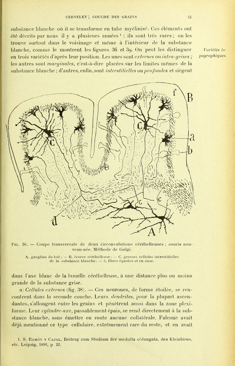 substance blanche où il se transforme en tube myélinisé. Ces éléments ont été décrits par nous il y a plusieurs années 1 ; ils sont très rares ; on les trouve surtout dans le voisinage et même à l'intérieur de la substance blanche, comme le montrent les figures 36 et 39. On peut les distinguer Variétés /o- en trois variétés d'après leur position. Les unes sont externes ou intra-grises ; pographiques. les autres sont marginales, c'est-à-dire placées sur les limites mêmes de la substance blanche ; d'autres, enfin, sont interstitielles ou profondes et siègent Fig. 36. — Coupe transversale de deux circonvolutions cérébelleuses ; souris nou- veau-née. Méthode de Golgi. A, ganglion du toit; — B, écorce cérébelleuse; — C, grosses cellules interstitielles de la substance blanche; — b, fibres égarées et en anse. dans Taxe blanc de la lamelle cérébelleuse, à une distance plus ou moins grande de la substance grise. a) Cellules externes (fig. 38). — Ces neurones, de forme étoilée, se ren- contrent dans la seconde couche. Leurs dendrites, pour la plupart ascen- dantes, s'allongent entre les grains et pénètrent aussi dans la zone plexi- forme. Leur cglindre-axe, passablement épais, se rend directement à la sub- stance blanche, sans émettre en route aucune collatérale. Falcone avait déjà mentionné ce type cellulaire, extrêmement rare du reste, et en avait 1. S. Ramôn y Cajal, Beitrag zum Studium der niedulla oblungata, des Kleinhirns, etc. Leipzig, 1896, p, 22.