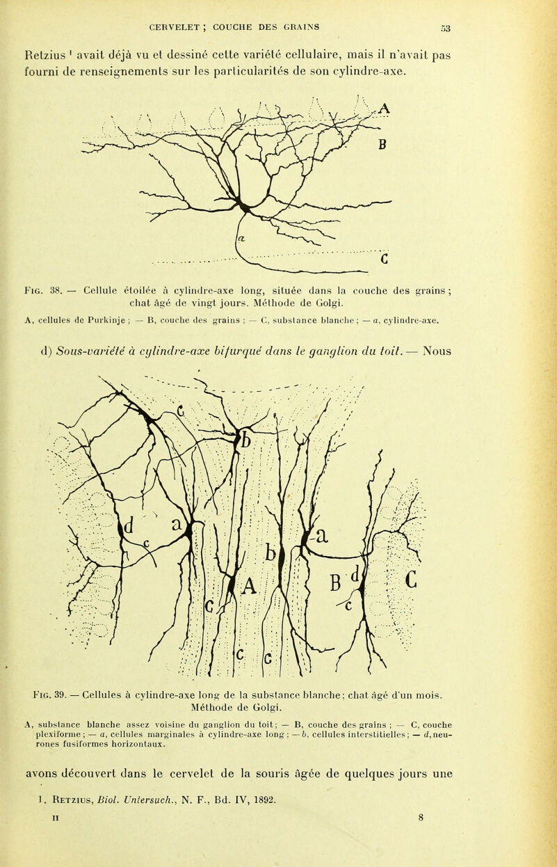 Retzius 1 avait déjà vu et dessiné cette variété cellulaire, mais il n'avait pas fourni de renseignements sur les particularités de son cylindre-axe. Fig. 38. — Cellule étoilée à cylindre-axe long, située dans la couche des grains ; chat âgé de vingt jours. Méthode de Golgi. A, cellules de Pui'kinje ; — B, couche des grains ; — C, substance blanche; —a, cylindre-axe. d) Sous-variété à cylindre-axe bifurqué dans le ganglion du toit. — Nous Fig. 39. — Cellules à cylindre-axe long de la substance blanche; chat âgé d'un mois. Méthode de Golgi. A, substance blanche assez voisine du ganglion du toit; — B, couche des grains ; — C, couche plexiforme ; — a, cellules marginales à cylindre-axe long; —6, cellules interstitielles; — d,neu- rones fusiformes horizontaux. avons découvert dans le cervelet de la souris âgée de quelques jours une 1. Retzius, Biol. Unlersuch., N. F., Bd. IV, 1892. ii 8