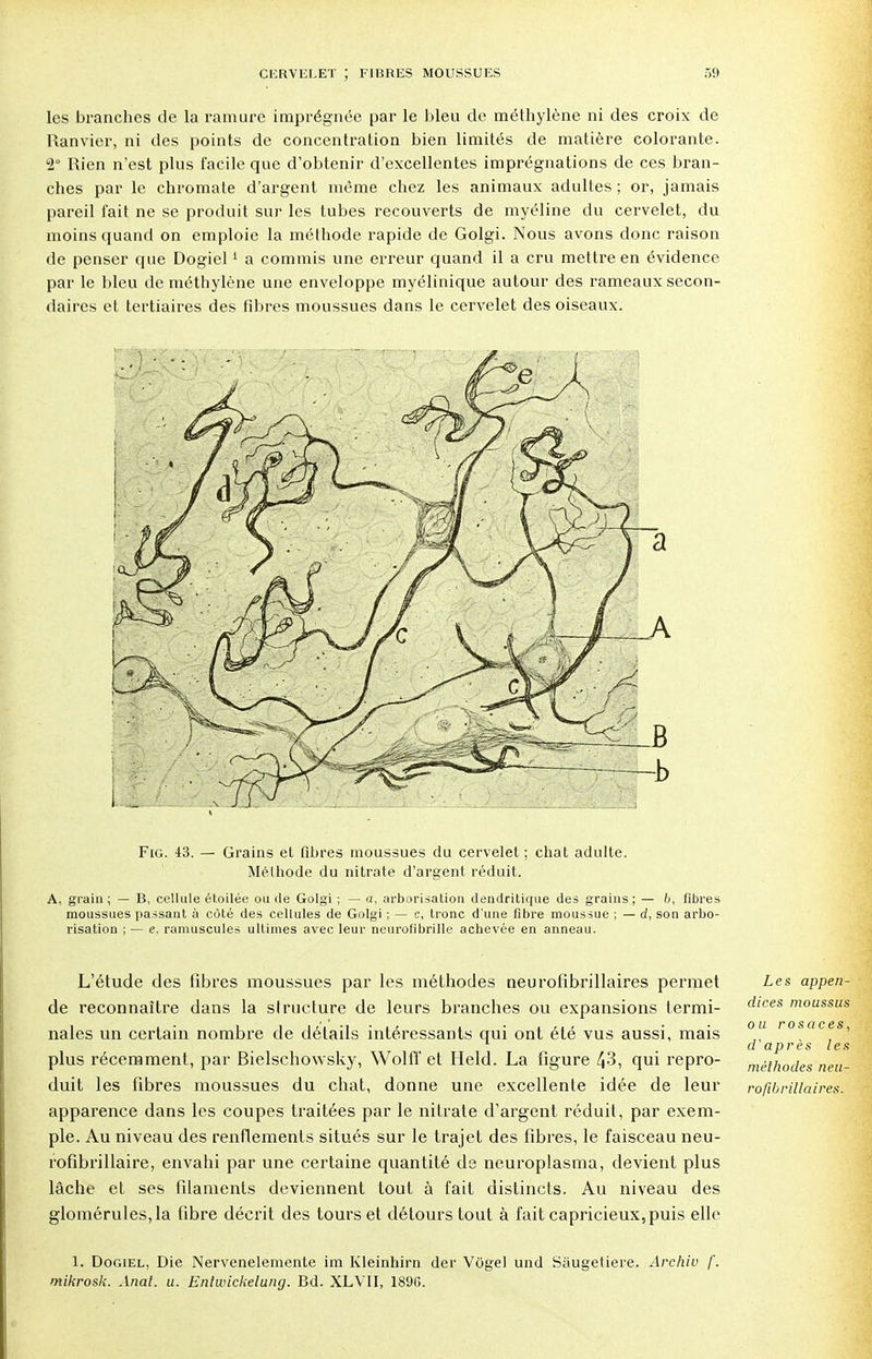 les branches de la ramure imprégnée par le bleu de méthylène ni des croix de Ranvier, ni des points de concentration bien limités de matière colorante. 2° Rien n'est plus facile que d'obtenir d'excellentes imprégnations de ces bran- ches par le chromate d'argent même chez les animaux adultes ; or, jamais pareil fait ne se produit sur les tubes recouverts de myéline du cervelet, du moins quand on emploie la méthode rapide de Golgi. Nous avons donc raison de penser que Dogiel1 a commis une erreur quand il a cru mettre en évidence par le bleu de méthylène une enveloppe myélinique autour des rameaux secon- daires et tertiaires des fibres moussues dans le cervelet des oiseaux. Fig. 43. — Grains et fibres moussues du cervelet; chat adulte. Méthode du nitrate d'argent réduit. A, grain; — B, cellule étoilée ou de Golgi ; — a, arborisation dendritique des grains; — 6, fibres moussues passant à côté des cellules de Golgi ; — c, tronc d'une fibre moussue ; — d, son arbo- risation ; — e, ramuscules ultimes avec leur neurofibrille achevée en anneau. L'étude des fibres moussues par les méthodes neurofibrillaires permet de reconnaître dans la structure de leurs branches ou expansions termi- nales un certain nombre de détails intéressants qui ont été vus aussi, mais plus récemment, par Bielschovvsky, WoltT et Held. La figure 43, qui repro- duit les fibres moussues du chat, donne une excellente idée de leur apparence dans les coupes traitées par le nitrate d'argent réduit, par exem- ple. Au niveau des renflements situés sur le trajet des fibres, le faisceau neu- rofibrillaire, envahi par une certaine quantité de neuroplasma, devient plus lâche et ses filaments deviennent tout à fait distincts. Au niveau des glomérules, la fibre décrit des tours et détours tout à fait capricieux, puis elle Les appen- dices moussus ou rosaces, d'après les méthodes neu- rofibrillaires. 1. Dogiel, Die Nervenelemente im Kleinhirn der Vôgel und Sâugetiere. Archiv f. mikrosk. Anal. u. Entwickelung. Bd. XLVII, 1890.