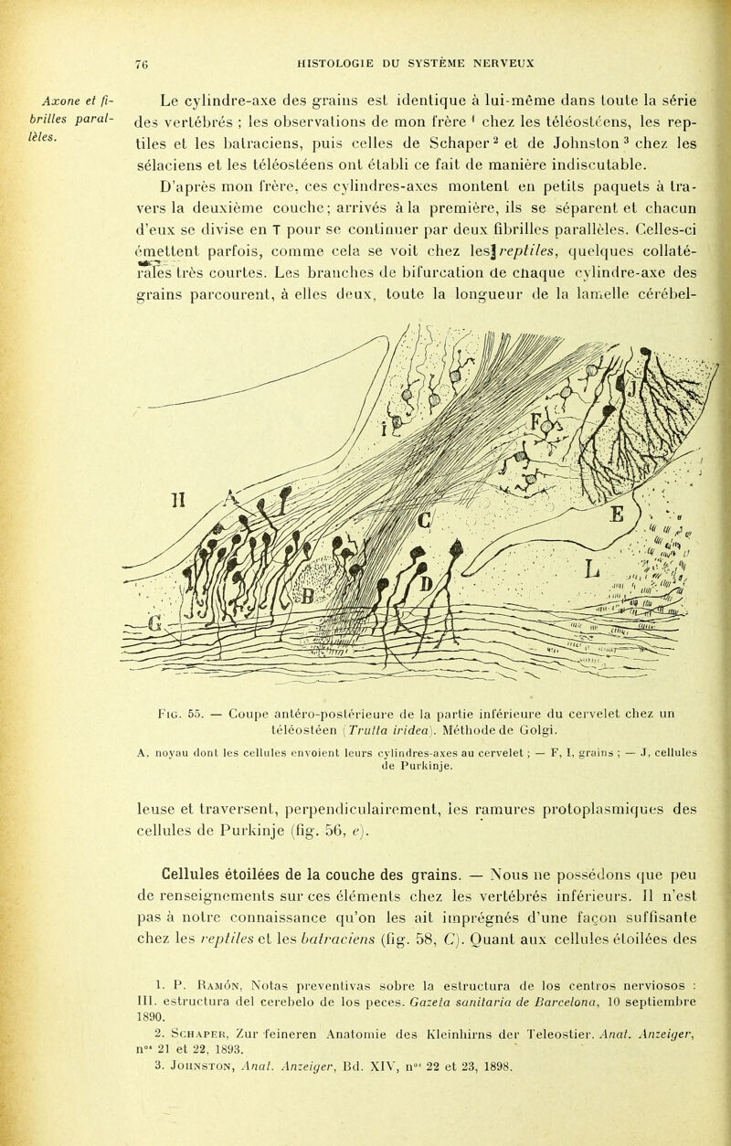 Axone et fi- Le cylindre-axe des grains est identique à lui-même dans toute la série brilles parai- (je3 vertébrés ; les observations de mon frère 1 chez les téléostéens, les rep- tiles et les batraciens, puis celles de Schaper2 et de Johnston 3 chez les sélaciens et les téléostéens ont établi ce fait de manière indiscutable. D'après mon frère, ces cylindres-axes montent en petits paquets à tra- vers la deuxième couche; arrivés à la première, ils se séparent et chacun d'eux se divise en T pour se continuer par deux fibrilles parallèles. Celles-ci émettent parfois, comme cela se voit chez \es\reptiles, quelques collaté- raies très courtes. Les branches de bifurcation de cliaque cylindre-axe des grains parcourent, à elles deux, toute la longueur de la lamelle cérébel- Fig. 55. — Coupe antéro-postérieure de la partie inférieure du cervelet chez un téléostéen (Trulta iridea). Méthode de Golgi. A, noyau dont les cellules envoient leurs cylindres-axes au cervelet ; — F, I, grains ; — J, cellules de Purkinje. leuse et traversent, perpendiculairement, les ramures protoplasmiques des cellules de Purkinje (fig. 56, e). Cellules étoilées de la couche des grains. — Nous ne possédons que peu de renseignements sur ces éléments chez les vertébrés inférieurs. 11 n'est pas à notre connaissance qu'on les ait imprégnés d'une façon suffisante chez les reptiles et les batraciens (fig. 58, C). Quant aux cellules étoilées des 1. P. Ramôn, Notas preventivas sobre la estructura de los centres nerviosos : III. estructura del cerebelo de los peces. Gazeta sanitaria de Barcelona, 10 septiembre 1890. 2. Schaper, Zur feineren Anatomie des Kleinhirns der Teleostier. Anal. Anzeiger, n°' 21 et 22, 1893. 3. Johnston, Anal. Anzeiger, Bd. XIV, n 22 et 23, 1898.