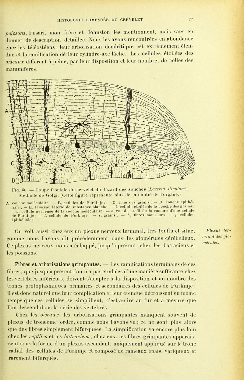 poissons, Fusari, mon frère et Johnston les mentionnent, mais sans en donner de description détaillée. Nous les avons rencontrées en abondance chez les téléostéens ; leur arborisation dendritique est extrêmement éten- due et la ramification dé leur cylindre-axe lâche. Les cellules étoilées des oiseaux diffèrent à peine, par leur disposition et leur nombre, de celles des mammifères. Fin. 56. — Coupe frontale du cervelet du lézard des souches {Lacerta stirpium). Méthode de Golgi. (Cette figure représente plus de la moitié de l'organe.) A, couche moléculaire, — B, cellules de Purkinje; — C, zone des grains; — D, couche épilhé- liale ; - E, faisceau latéral de substance blanche ; — I, cellule étoilée de la couche des grains : — a, cellule nerveuse de la couche moléculaire; — 6, vue de profil de la ramure d'une cellule de Purkinje ; — d, cellule de Purkinje; — e, grains ; — h, fibres moussues: — cellules épithéliales. On voit aussi chez eux un plexus nerveux terminal, Irès touffu et situé, Plexus ter- comme nous bavons dit précédemment, dans les glomérules cérébelleux. minai des glo- Ce plexus nerveux nous a échappé, jusqu'à présent, chez les batraciens et m • les poissons. Fibres et arborisations grimpantes. — Les ramifications terminales de ces fibres, que jusqu'à présent l'on n'a pas étudiées d'une manière suffisante chez les vertébrés inférieurs, doivent s'adapter à la disposition et au nombre des troncs protoplasmiqu.es primaires et secondaires des cellules de Purkinje ; il est donc naturel que leur complication et leur étendue décroissent en même temps que ces cellules se simplifient, c'est-à-dire au fur et à mesure que l'on descend dans la série des vertébrés. Chez les oiseaux, les arborisations grimpantes manquent souvent de plexus de troisième ordre, comme nous bavons vu ; ce ne sont plus alors que des fibres simplement bifurquées. La simplification va encore plus loin chez les reptiles et les batraciens ; chez eux, les fibres grimpantes apparais- sent sous la forme d'un plexus ascendant, uniquement appliqué sur le tronc radial des cellules de Purkinje et composé de rameaux épais, variqueux et rarement bifurqués.