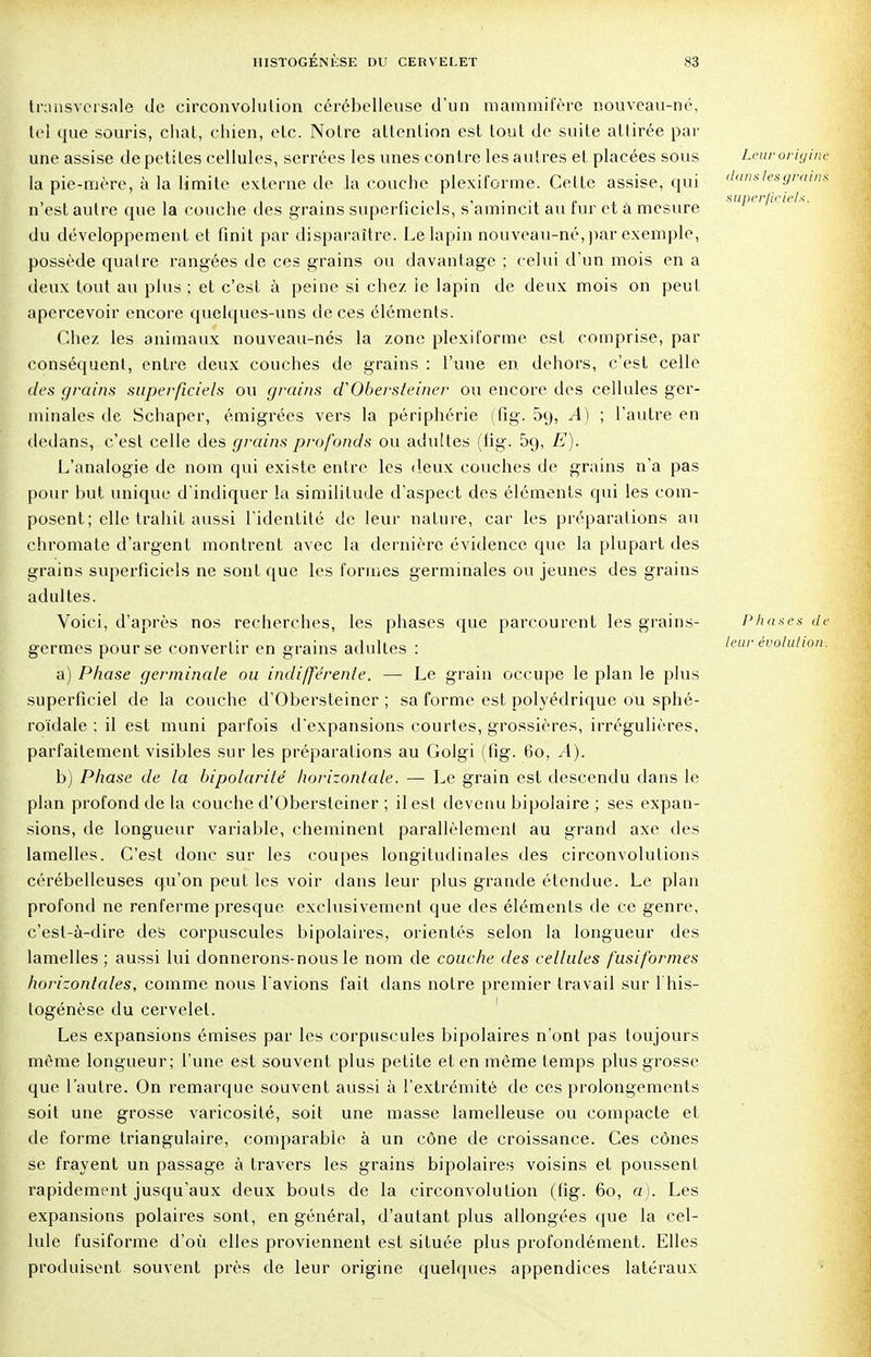 transversale de circonvolution cérébelleuse d'un m a m m itère nouveau-né, tel que souris, chat, chien, etc. Notre attention est tout de suite attirée par une assise de petites cellules, serrées les unes contre les autres et placées sous la pie-mère, à la limite externe de la couche plexiforme. Cette assise, qui n'est autre que la couche des grains superficiels, s'amincit au fur et a mesure du développement et finit par disparaître. Le lapin nouveau-né,par exemple, possède quatre rangées de ces grains ou davantage ; celui d'un mois en a deux tout au plus ; et c'est à peine si chez le lapin de deux mois on peut apercevoir encore quelques-uns de ces éléments. Chez les animaux nouveau-nés la zone plexiforme est comprise, par conséquent, entre deux couches de grains : l'une en dehors, c'est celle des grains superficiels ou grains d'Obersteiner ou encore des cellules ger- minales de Schaper, émigrées vers la périphérie (fig. 59, A) ; l'autre en dedans, c'est celle des grains profonds ou adultes (fig. 5g, E). L'analogie de nom qui existe entre les deux couches de grains n'a pas pour but unique d'indiquer la similitude d'aspect des éléments qui les com- posent; elle trahit aussi l'identité de leur nature, car les préparations au chromate d'argent montrent avec la dernière évidence que la plupart des grains superficiels ne sont que les formes germinales ou jeunes des grains adultes. Voici, d'après nos recherches, les phases que parcourent les grains- germes pour se convertir en grains adultes : a) Phase germinale ou indifférente. — Le grain occupe le plan le plus superficiel de la couche d'Obersteiner ; sa forme est polyédrique ou sphé- roïdale ; il est muni parfois d'expansions courtes, grossières, irrégulières, parfaitement visibles sur les préparations au Golgi (fig. 60, .4). b) Phase de la bipolarilé horizontale. — Le grain est descendu dans le plan profond de la couche d'Obersteiner ; il est devenu bipolaire ; ses expan- sions, de longueur variable, cheminent parallèlement au grand axe des lamelles. C'est donc sur les coupes longitudinales des circonvolutions cérébelleuses qu'on peut les voir dans leur plus grande étendue. Le plan profond ne renferme presque exclusivement que des éléments de ce genre, c'est-à-dire des corpuscules bipolaires, orientés selon la longueur des lamelles ; aussi lui donnerons-nous le nom de couche des cellules f'usifbrmes horizontales, comme nous l'avions fait dans notre premier travail sur l'his- togénèse du cervelet. Les expansions émises par les corpuscules bipolaires n'ont pas toujours même longueur; l'une est souvent plus petite et en même temps plus grosse que l'autre. On remarque souvent aussi à l'extrémité de ces prolongements soit une grosse varicosité, soit une masse lamelleuse ou compacte et de forme triangulaire, comparable à un cône de croissance. Ces cônes se frayent un passage à travers les grains bipolaires voisins et poussent rapidement jusqu'aux deux bouts de la circonvolution (fig. 60, a). Les expansions polaires sont, en général, d'autant plus allongées que la cel- lule fusiforme d'où elles proviennent est située plus profondément. Elles produisent souvent près de leur origine quelques appendices latéraux