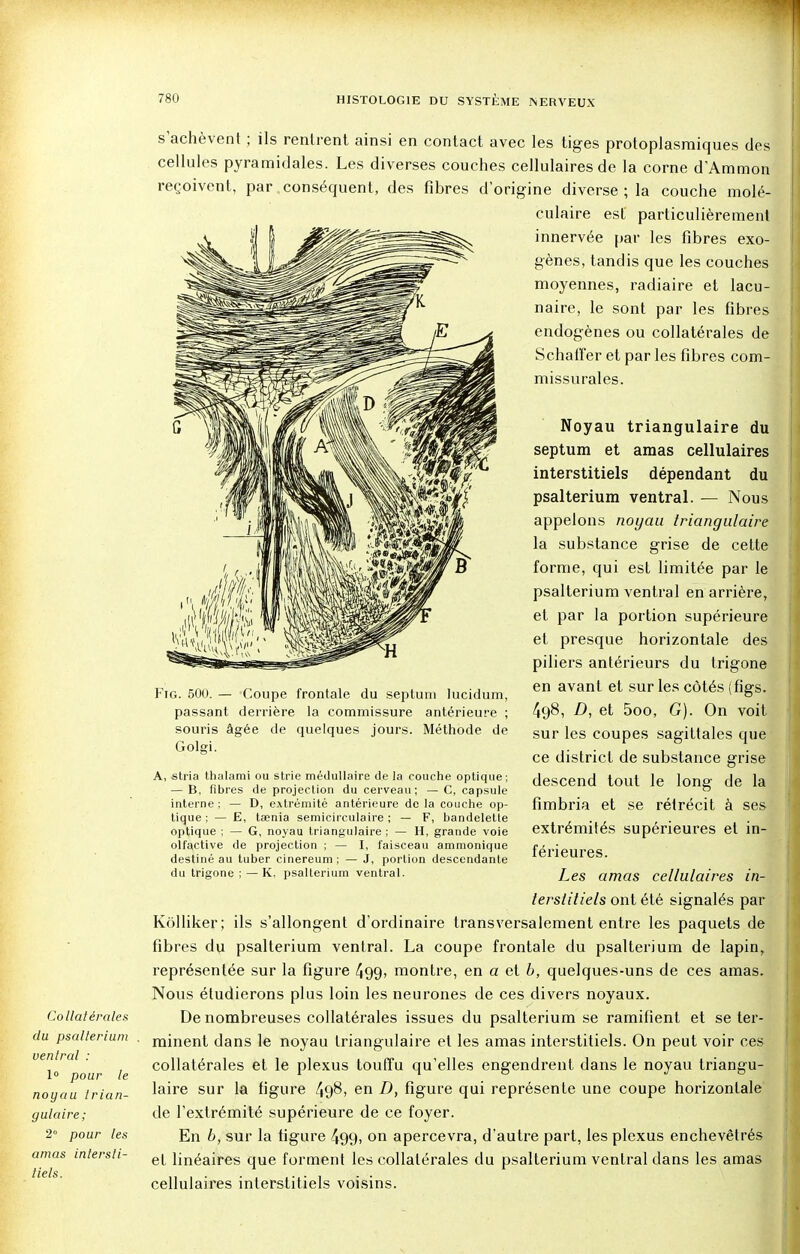 Co llatérales du psalterium ventral : 1° pour le noyau trian- gulaire; 2° pour les amas intersti- tiels. s'achèvent ; ils rentrent ainsi en contact avec les tiges protoplasraiques des cellules pyramidales. Les diverses couches cellulaires de la corne d'Amraon reçoivent, par conséquent, des fibres d'origine diverse ; la couche molé- culaire est' particulièrement ^§5^s innervée par les fibres exo- gènes, tandis que les couches moyennes, radiaire et lacu- naire, le sont par les fibres endogènes ou collatérales de Schatîer et par les fibres com- missurales. Noyau triangulaire du septum et amas cellulaires interstitiels dépendant du psalterium ventral. — Nous appelons noyau triangulaire la substance grise de cette forme, qui est limitée par le psalterium ventral en arrière, et par la portion supérieure et presque horizontale des piliers antérieurs du trigone en avant et sur les côtés (figs. 498, D, et 5oo, G). On voit sur les coupes sagittales que ce district de substance grise descend tout le long de la fimbria et se rétrécit à ses extrémités supérieures et in- férieures. Les amas cellulaires in- Fig. 500. — Coupe frontale du septum lucidum, passant derrière la commissure antérieure ; souris âgée de quelques jours. Méthode de Golgi. A, stria thalami ou strie médullaire de la couche optique ; — B, fibres de projection du cerveau; — C, capsule interne ; — D, extrémité antérieure de la couche op- tique ; — E, taenia semicirculaire ; — F, bandelette optique ; — G, noyau triangulaire ; — H, grande voie olfactive de projection ; — I, faisceau ammonique destiné au tuber cinereum ; — J, portion descendante du trigone ; —K, psalterium ventral. terslitiels ont été signalés par Kolliker; ils s'allongent d'ordinaire transversalement entre les paquets de fibres du psalterium ventral. La coupe frontale du psalterium de lapin, représentée sur la figure 499> montre, en a et b, quelques-uns de ces amas. Nous étudierons plus loin les neurones de ces divers noyaux. De nombreuses collatérales issues du psalterium se ramifient et se ter- minent dans le noyau triangulaire et les amas interstitiels. On peut voir ces collatérales et le plexus touffu qu'elles engendrent dans le noyau triangu- laire sur la figure 498, en D, figure qui représente une coupe horizontale de l'extrémité supérieure de ce foyer. En b, sur la figure 499, on apercevra, d'autre part, les plexus enchevêtrés et linéaires que forment les collatérales du psalterium ventral dans les amas cellulaires interstitiels voisins.