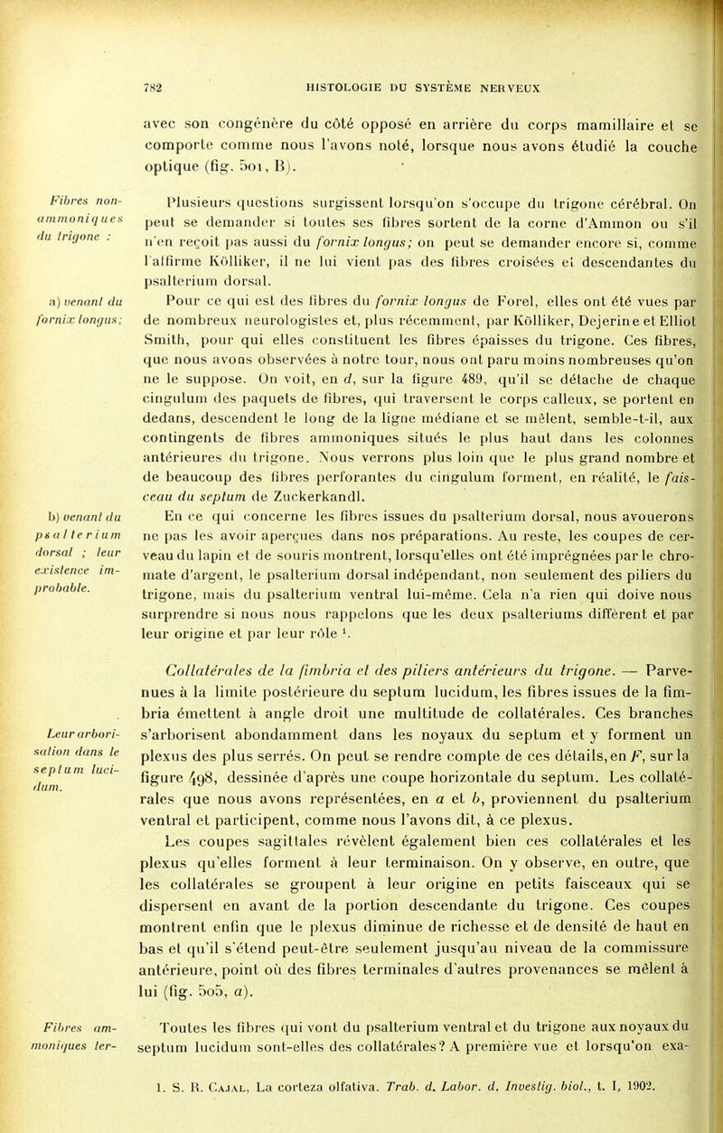 Fibres non- ummoniq ues du trigone : a) venant du fornix longus; avec son congénère du côté opposé en arrière du corps mamillaire et se comporte comme nous l'avons noté, lorsque nous avons étudié la couche optique (fig. 5oi, B). Plusieurs questions surgissent lorsqu'on s'occupe du trigone cérébral. On peut se demander si toutes ses fibres sortent de la corne d'Ammon ou s'il n'en reçoit pas aussi du fornix longus; on peut se demander encore si, comme l'affirme Kolliker, il ne lui vient pas des fibres croisées eî descendantes du psalterium dorsal. Pour ce qui est des fibres du fornix longus de Forel, elles ont été vues par de nombreux neurologistes et, plus récemment, par Kolliker, Dejerine et Elliot Smith, pour qui elles constituent les fibres épaisses du trigone. Ces fibres, que nous avons observées à notre tour, nous ont paru moins nombreuses qu'on ne le suppose. On voit, en d, sur la figure 489, qu'il se détache de chaque cingulum des paquets de fibres, qui traversent le corps calleux, se portent en dedans, descendent le long de la ligne médiane et se mêlent, semble-t-il, aux contingents de fibres ammoniques situés le plus haut dans les colonnes antérieures du trigone. Nous verrons plus loin que le plus grand nombre et de beaucoup des fibres perforantes du cingulum forment, en réalité, le fais- ceau du septum de Zuckerkandl. En ce qui concerne les fibres issues du psalterium dorsal, nous avouerons ne pas les avoir aperçues dans nos préparations. Au reste, les coupes de cer- veau du lapin et de souris montrent, lorsqu'elles ont été imprégnées par le chro- mate d'argent, le psalterium dorsal indépendant, non seulement des piliers du trigone, mais du psalterium ventral lui-même. Cela n'a rien qui doive nous surprendre si nous nous rappelons que les deux psalteriums diffèrent et par leur origine et par leur rôle l. Collatérales de la fimbria et des piliers antérieurs du trigone. — Parve- nues à la limite postérieure du septum lucidum, les fibres issues de la fim- bria émettent à angle droit une multitude de collatérales. Ces branches s'arborisent abondamment dans les noyaux du septum et y forment un plexus des plus serrés. On peut se rendre compte de ces détails, en F, sur la figure 498, dessinée d'après une coupe horizontale du septum. Les collaté- rales que nous avons représentées, en a et b, proviennent du psalterium ventral et participent, comme nous l'avons dit, à ce plexus. Les coupes sagittales révèlent également bien ces collatérales et les plexus qu'elles forment à leur terminaison. On y observe, en outre, que les collatérales se groupent à leur origine en petits faisceaux qui se dispersent en avant de la portion descendante du trigone. Ces coupes montrent enfin que le plexus diminue de richesse et de densité de haut en bas et qu'il s'étend peut-être seulement jusqu'au niveau de la commissure antérieure, point où des fibres terminales d'autres provenances se mêlent à lui (fig. 5o5, a). Fibres am- Toutes les fibres qui vont du psalterium ventral et du trigone aux noyaux du moniques ter- septum lucidum sont-elles des collatérales ? A première vue et lorsqu'on exa- b) uenant du psalterium dorsal ; leur existence im- probable. Leur arbori- sation dans le septum luci- dum. 1. S. R. Cajal, La corteza olfativa. Trab. d. Labor. d. Inuestig. biol., t. I, 1902.