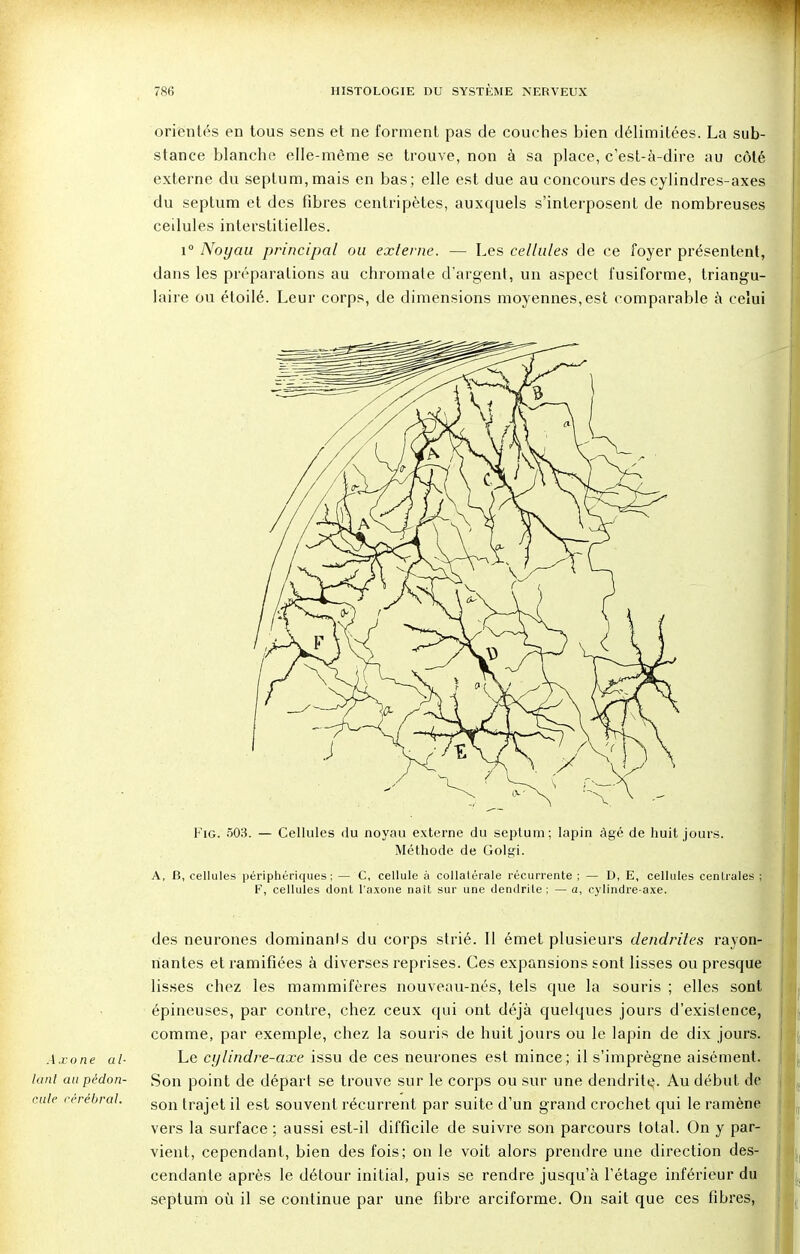 orientés en tous sens et ne forment pas de couches bien délimitées. La sub- stance blanche elle-même se trouve, non à sa place, c'est-à-dire au côté externe du seplum,mais en bas; elle est due au concours des cylindres-axes du septum et des fibres centripètes, auxquels s'interposent de nombreuses ceilules interstitielles. i° Noyau principal ou externe. — Les cellules de ce foyer présentent, dans les préparations au chromate d'argent, un aspect fusiforme, triangu- laire ou étoilé. Leur corps, de dimensions moyennes,est comparable à celui Fig. 503. — Cellules du noyau externe du septum; lapin âgé de huit jours. Méthode de Golgi. A, B, cellules périphériques; — C, cellule à collatérale récurrente ; — D, E, cellules centrales ; F, celluies dont l'axone nait sur une dendrite ; — a, cylindre-axe. des neurones dominanls du corps strié. Il émet plusieurs dendrites rayon- nantes et ramifiées à diverses reprises. Ces expansions sont lisses ou presque lisses chez les mammifères nouveau-nés, tels que la souris ; elles sont épineuses, par contre, chez ceux qui ont déjà quelques jours d'existence, comme, par exemple, chez la souris de huit jours ou le lapin de dix jours. Axone aï- Le cylindre-axe issu de ces neurones est mince; il s'imprègne aisément. lanl aupèdon- Son point de départ se trouve sur le corps ou sur une dendrite,. Au début de cule cérébral. gon trajet il est souvent récurrent par suite d'un grand crochet qui le ramène vers la surface ; aussi est-il difficile de suivre son parcours total. On y par- vient, cependant, bien des fois; on le voit alors prendre une direction des- cendante après le détour initial, puis se rendre jusqu'à l'étage inférieur du septum où il se continue par une fibre arciforme. On sait que ces fibres,