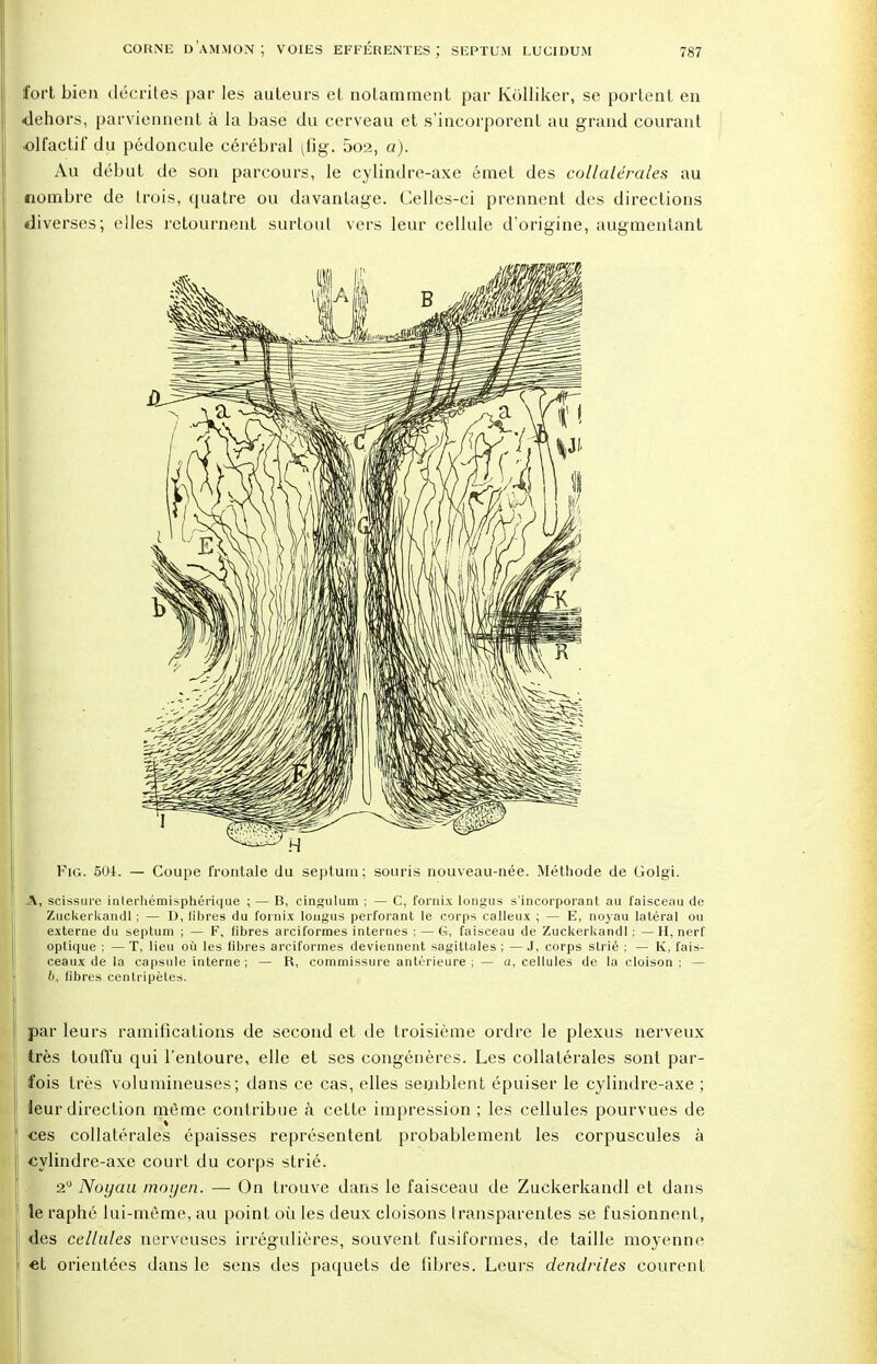 fort bien décrites par les auteurs et notamment par Kolliker, se portent en dehors, parviennent à la base du cerveau et s'incorporent au grand courant olfactif du pédoncule cérébral (fig. 5o2, a). Au début de son parcours, le cylindre-axe émet des collatérales au nombre de trois, quatre ou davantage. Celles-ci prennent des directions diverses; elles retournent surtout vers leur cellule d'origine, augmentant Fig. 504. — Coupe frontale du septum ; souris nouveau-née. Méthode de Golgi. A, scissure inlerhémisphérique ; — B, cingulum ; — C, fornix longus s'incorporant au faisceau de Zuckerkandl ; — D, fibres du fornix longus perforant le corps calleux ; — E, noyau latéral ou externe du septum ; — F, fibres arciformes internes ; — G, faisceau de Zuckerkandl ; — H, nerf optique ; — T, lieu où les fibres arciformes deviennent sagittales ; — J, corps strié ; — K, fais- ceaux de la capsule interne; — R, commissure antérieure ; — a, cellules de la cloison ; — b, libres centripètes. par leurs ramifications de second et de troisième ordre le plexus nerveux très touffu qui l'entoure, elle et ses congénères. Les collatérales sont par- fois très volumineuses; dans ce cas, elles semblent épuiser le cylindre-axe ; leur direction même contribue à cette impression ; les cellules pourvues de «es collatérales épaisses représentent probablement les corpuscules à cylindre-axe court du corps strié. 2° Noyau moyen. — On trouve dans le faisceau de Zuckerkandl et dans le raphé lui-même, au point où les deux cloisons transparentes se fusionnent, des cellules nerveuses irrégulières, souvent fusiformes, de taille moyenne «t orientées dans le sens des paquets de fibres. Leurs dendrites courent