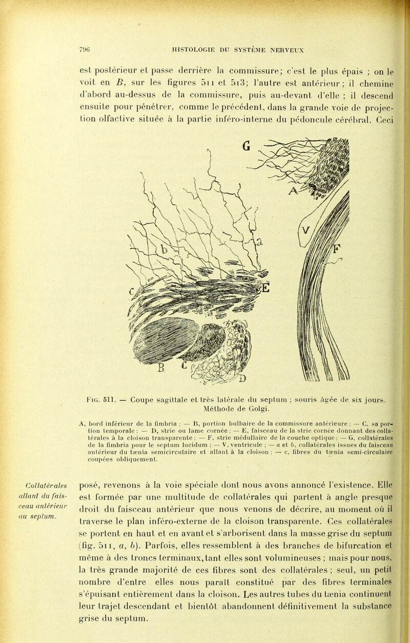 est postérieur et passe derrière la commissure; c'est le plus épais ; on le voit en B, sur les figures on et 5i3; l'autre est antérieur; il chemine d'abord au-dessus de la commissure, puis au-devant d'elle ; il descend ensuite pour pénétrer, comme le précédent, dans la grande voie de projec- tion olfactive située à la partie inféro-interne du pédoncule cérébral. Ceci Fig. 611. — Coupe sagittale et très latérale du septum ; souris âgée de six jours. Méthode de Golgi. A, bord inférieur de la fimbria ; — B, portion bulbaire de la commissure antérieure; — C, sa por- tion temporale : — D, strie ou lame cornée; — E, faisceau de la strie cornée donnant des colla- térales à la cloison transparente ; — F, strie médullaire de la couche optique; — G, collatérales de la fimbria pour le septum lucidum ; — V, ventricule ; —a et 6, collatérales issues du faisceau antérieur du taenia semicirculaire et allant à la cloison ; — c, fibres du taenia semi-circulaire coupées obliquement. Collatérales allant du fais- ceau antérieur au septum. posé, revenons à la voie spéciale dont nous avons annoncé l'existence. Elle est formée par une multitude de collatérales qui partent à angle presque droit du faisceau antérieur que nous venons de décrire, au moment où il traverse le plan inféro-externe de la cloison transparente. Ces collatérales se portent en haut et en avant et s'arborisent dans la masse grise du septum (fig. 5n, a, b). Parfois, elles ressemblent à des branches de bifurcation et même à des troncs terminaux, tant elles sont volumineuses ; mais pour nous, la très grande majorité de ces fibres sont des collatérales ; seul, un petit nombre d'entre elles nous parait constitué par des fibres terminales s'épuisant entièrement dans la cloison. Les autres tubes du ttenia continuent leur trajet descendant et bientôt abandonnent définitivement la substance grise du septum.