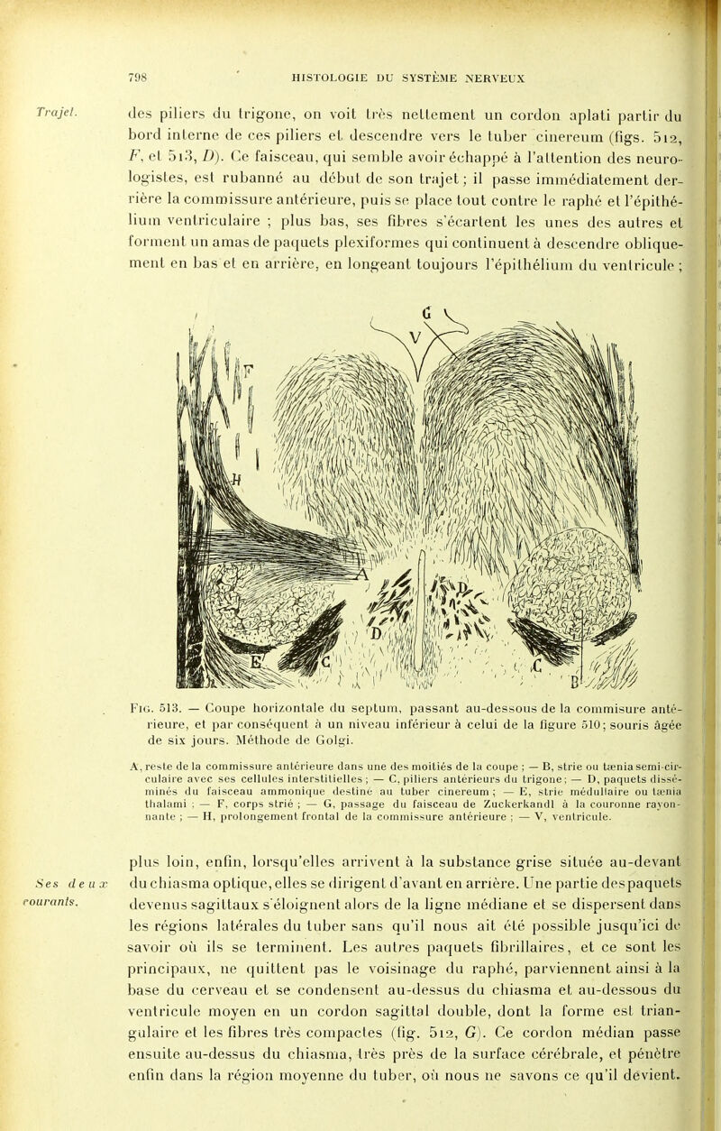 Trajet. des piliers du trigone, on voit très nettement un cordon aplati partir du bord interne de ces piliers et descendre vers le tuber cinereum (fîgs. 5i2, F, et 5i3, D). Ce faisceau, qui semble avoir échappé à l'attention des neuro- logistes, est rubanné au début de son trajet; il passe immédiatement der- rière la commissure antérieure, puis se place tout contre le raphé et l'épithé- liuin ventriculaire ; plus bas, ses fibres s'écartent les unes des autres et forment un amas de paquets plexiformes qui continuent à descendre oblique- ment en bas et en arrière, en longeant toujours l'épithélium du ventricule ; Fig. 513. — Coupe horizontale du septum, passant au-dessous de la commisure anté- rieure, et par conséquent à un niveau inférieur à celui de la figure 510; souris âgée de six jours. Méthode de Golgi. A, reste de la commissure antérieure dans une des moitiés de la coupe ; — B, strie ou taenia semi-cir- culaire avec ses cellules interstitielles ; — C. piliers antérieurs du trigone ; — D, paquets dissé- minés du faisceau ammonique destiné au tuber cinereum ; — E, strie médullaire ou ta'nia thalami : — F, corps strié ; — G, passage du faisceau de Zuckerkandl à la couronne rayon- nante ; — H, prolongement frontal de la commissure antérieure ; — V, ventricule. plus loin, enfin, lorsqu'elles arrivent à la substance grise située au-devant .Ses deux du chiasma optique, elles se dirigent d'avant en arrière. Une partie despaquets turanls, devenus sagittaux séloignent alors de la ligne médiane et se dispersent dans les régions latérales du tuber sans qu'il nous ait été possible jusqu'ici de savoir où ils se terminent. Les autres paquets fibrillaires, et ce sont les principaux, ne quittent pas le voisinage du raphé, parviennent ainsi à la base du cerveau et se condensent au-dessus du chiasma et au-dessous du ventricule moyen en un cordon sagittal double, dont la forme est trian- gulaire et les fibres très compactes (fig. 5i2, G). Ce cordon médian passe ensuite au-dessus du chiasma, très près de la surface cérébrale, et pénètre enfin dans la région moyenne du tuber, où nous ne savons ce qu'il devient.