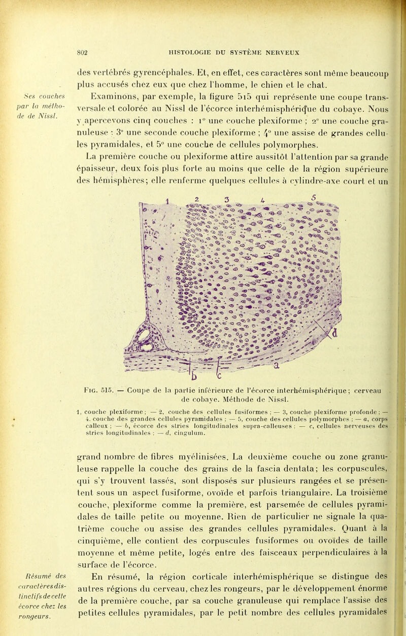 .Ses couches par la métho- de de Nissl. des vertébrés gyrencéphales. Et, en effet, ces caractères sont même beaucoup plus accusés chez eux que chez l'homme, le chien et le chat. Examinons, par exemple, la figure 5i5 qui représente une coupe trans- versale et colorée au Nissl de l'écorce interhémisphériq*ue du cobaye. Nous y apercevons cinq couches : i° une couche plexiforme ; 1° une couche gra- nuleuse : 3° une seconde couche plexiforme ; 4° une assise de grandes cellu- les pyramidales, et 5° une couche de cellules polymorphes. La première couche ou plexiforme attire aussitôt l'attention par sa grande épaisseur, deux fois plus forte au moins que celle de la région supérieure des hémisphères; elle renferme quelques cellules à cylindre-axe court et un 23 ^_ 5 •'■•te.'«as o o <«> © 'o1 <p , . a e<v® * » %, Fig. 515. — Coupe de la partie inférieure de l'écorce interhémisphérique; cerveau de cobaye. Méthode de Nissl. 1, couche plexiforme; — 2, couche des cellules fusiformes ; — 3, couche plexiforme profonde; — 4. couche des grandes cellules pyramidales ; — 5, couche des cellules polymorphes ; — a, corps calleux ; — b, écorce des stries longitudinales supra-calleuses : — c, cellules nerveuses des stries longitudinales; —d, cingulum. grand nombre de fibres myélinisées. La deuxième couche ou zone granu- leuse rappelle la couche des grains de la fascia dentata; les corpuscules, qui s'y trouvent tassés, sont disposés sur plusieurs rangées et se présen- tent sous un aspect fusiforme, ovoïde et parfois triangulaire. La troisième couche, plexiforme comme la première, est parsemée de cellules pyrami- dales de taille petite ou moyenne. Rien de particulier ne signale la qua- trième couche ou assise des grandes cellules pyramidales. Quant à la cinquième, elle contient des corpuscules fusiformes ou ovoïdes de taille moyenne et même petite, logés entre des faisceaux perpendiculaires à la surface de l'écorce. Résumé des En résumé, la région corticale interhémisphérique se distingue des caractères dis- autres régions du cerveau, chez les rongeurs, par le développement énorme tinetifs de-cette ^ ^ première couche, par sa couche granuleuse qui remplace l'assise des ccorcc chez les rongeurs petites cellules pyramidales, par le petit nombre des cellules pyramidales