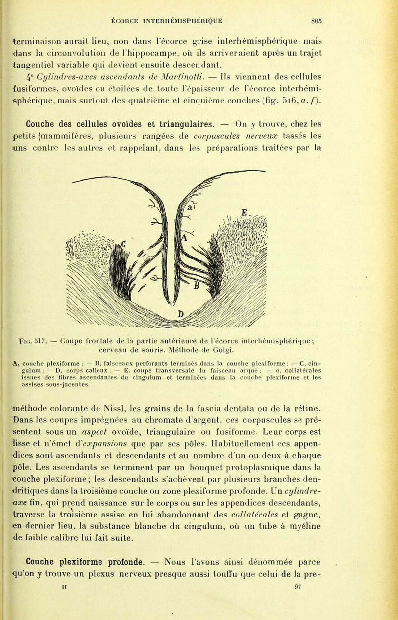 terminaison aurait lieu, non dans l'écorce grise interhémisphérique, mais tians la circonvolution de l'hippocampe, où ils arriveraient après un trajet tangentiel variable qui devient ensuite descendant. 4° Cylindres-axes ascendants de Martinotti. — Ils viennent des cellules fusiformes, ovoïdes ou étoilées de toute l'épaisseur de l'écorce interhémi- sphérique, mais surtout des quatrième et cinquième couches (fig. 5i6, or, f). Couche des cellules ovoïdes et triangulaires. — On y trouve, chez les petits [mammifères, plusieurs rangées de corpuscules nerveux tassés les uns contre les autres et rappelant, dans les préparations traitées par la F»;. 517. — Coupe frontale de la partie antérieure de l'écorce interhémisphérique ; cerveau de souris. Méthode de Golgi. A, couche plexiforme ; — B, faisceaux perforants terminés dans la couche plexiforme; — C, cin- gulum ; — D, corps calleux ; — E, coupe transversale du faisceau arqué ; — a, collatérales issues des fibres ascendantes du cingulum et terminées dans la couche plexiforme et les assises sous-jacentes. ïnéthode colorante de Nissl, les grains de la fascia dentata ou de la rétine. Dans les coupes imprégnées au chromate d'argent, ces corpuscules se pré- sentent sous un aspect ovoïde, triangulaire ou fusiforme. Leur corps est lisse et n'émet d'expansions que par ses pôles. Habituellement ces appen- dices sont ascendants et descendants et au nombre d'un ou deux à chaque pôle. Les ascendants se terminent par un bouquet protoplasmique dans la ■couche plexiforme; les descendants s'achèvent par plusieurs branches den- -dritiques dans la troisième couche ou zone plexiforme profonde. Un cylindre- <xxe fin, qui prend naissance sur le corps ou sur les appendices descendants, traverse la troisième assise en lui abandonnant des collatérales et gagne, ■en dernier lieu, la substance blanche du cingulum, où un tube à myéline de faible calibre lui fait suite. Couche plexiforme profonde. — Nous l'avons ainsi dénommée parce qu'on y trouve un plexus nerveux presque aussi touffu que celui de la pre- n 97