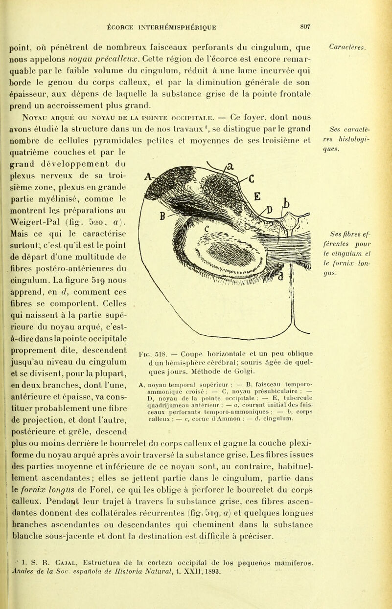 point, où pénètrent de nombreux faisceaux perforants du cingulum, que nous appelons noyau précalleux. Cette région de l'écorce est encore remar- quable par le faible volume du cingulum, réduit à une lame incurvée qui borde le genou du corps calleux, et par la diminution générale de son épaisseur, aux dépens de laquelle la substance grise de la pointe frontale prend un accroissement plus grand. Noyau arqué ou noyau de la pointe occipitale. — Ce foyer, dont nous avons étudié la structure dans un de nos travaux', se distingue parle grand nombre de cellules pyramidales petites et moyennes de ses troisième et quatrième couches et par le grand développement du plexus nerveux de sa troi- sième zone, plexus en grande partie myélinisé, comme le montrent las préparations an Weigert-Pal (fîg. 5ao, a). Mais ce qui le caractérise surtout, c'est qu'il est le point de départ d'une multitude de fibres postéro-antérieures du cingulum. La figure 5iq nous apprend, en cl, comment ces fibres se comportent. Celles qui naissent à la partie supé- rieure du noyau arqué, c'est- à-dire dans la pointe occipitale proprement dite, descendent jusqu'au niveau du cingulum et se divisent, pour la plupart, en deux branches, dont l'une, antérieure et épaisse, va cons- tituer probablement une fibre de projection, et dont l'autre, postérieure et grêle, descend plus ou moins derrière le bourrelet du corps calleux et gagne la couche plexi- forme du noyau arqué après avoir traversé la substance grise. Les fibres issues des parties moyenne et inférieure de ce noyau sont, au contraire, habituel- lement ascendantes; elles se jettent partie dans le cingulum, partie dans le fornix longus de Forel, ce qui les oblige à perforer le bourrelet du corps calleux. Pendant leur trajet à travers la substance grise, ces fibres ascen- dantes donnent des collatérales récurrentes (fîg. 5io,? a) et quelques longues branches ascendantes ou descendantes qui cheminent dans la substance blanche sous-jacenle et dont la destination est difficile à préciser. Caractères. Fie. 518. — Coupe horizontale et un peu oblique d'un hémisphère cérébral ; souris âgée de quel- ques jours. Méthode de Golgi. A, noyau temporal supérieur ; — B, faisceau temporo- ammonique croisé ; — C, noyau présubiculaire ; — D, noyau de la pointe occipitale ; — E, tubercule quadrijumeau antérieur ; — a, courant initial des fais- ceaux perforants temporo-ammoniques ; — b, corps calleux ; — c, corne d'Ammon : — à, cingulum. Ses caractè- res histologi- ques. Ses fibres ef- férenles pour le cingulum et le fornix lon- gus. I 1. S. R. Cajal, Estructura de la corteza occipital de los pequenos mamiferos. Anales de la Soc. espanola de Historia Nalural, t. XXII, 1893.