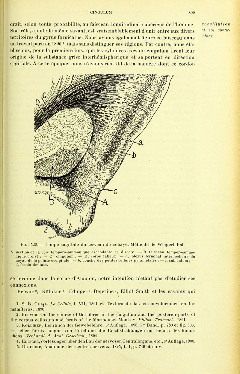 drait, selon toute probabilité, au faisceau longitudinal supérieur de l'homme. constitution Son rôle, ajoute le môme savant, est vraisemblablement d'unir entre eux divers et ses con/je- territoires du gyrus fornicatus. Nous avions également figuré ce faisceau dans Xl0ns- un travail paru en 1890 \ mais sans distinguer ses régions. Par contre, nous éta- blissions, pour la première fois, que les cylindres-axes du cingulum tirent leur origine de la substance grise interhémisphérique et se portent en direction sagittale. A celte époque, nous n'avions rien dit de la manière dont ce cordon Fig. 520. — Coupe sagittale du cerveau de cobaye. Méthode de Weigert-Pal. A, section de la voie temporo-ammonique ascendante et directe ; — B, faisceau temporo-ammo- nique croisé ; — C, cingulum ; — D, corps calleux ; — a, plexus terminal intermédiaire du noyau de la pointe occipitale ; — 6, couche des petites cellules pyramidales ; — c, subiculum ; — d, fascia dentata. se termine dans la corne d'Ammon, notre intention n'étant pas d'étudier ses connexions. Beevor 2, Kôlliker 3, Edinger4, Dejerine5, Elliot Smith et les savants qui 1. S. R. Cajal, La Cellule, t. VII, 1891 et Textura de las circonvolucîones en los mamiferos, 1890. 2. Beevor, On the course of the fibres of the cingulum and the posterior parts of the corpus callosum and fornix of the Marmouset Monkey. Philos. Transact., 1891. 3. Kôlliker, Lehrbuch der Gewebelehre, 6e Auflage, 1896. 2« Band, p. 780 et fig. 803. — Ueber fornix longus von Forel und die Riechstrahlungen im Gehirn des Kanin- chens. Verhandl. d. Anal. Gesellsch., 1894. 4. Edinger,Vorlesungen ùber den Bau dernervôsen Centralorgane, etc., 6S Auflage, 1900. 5. Dejerine, Anatomie des centres nerveux, 1895, t. I, p. 749 et suiv.