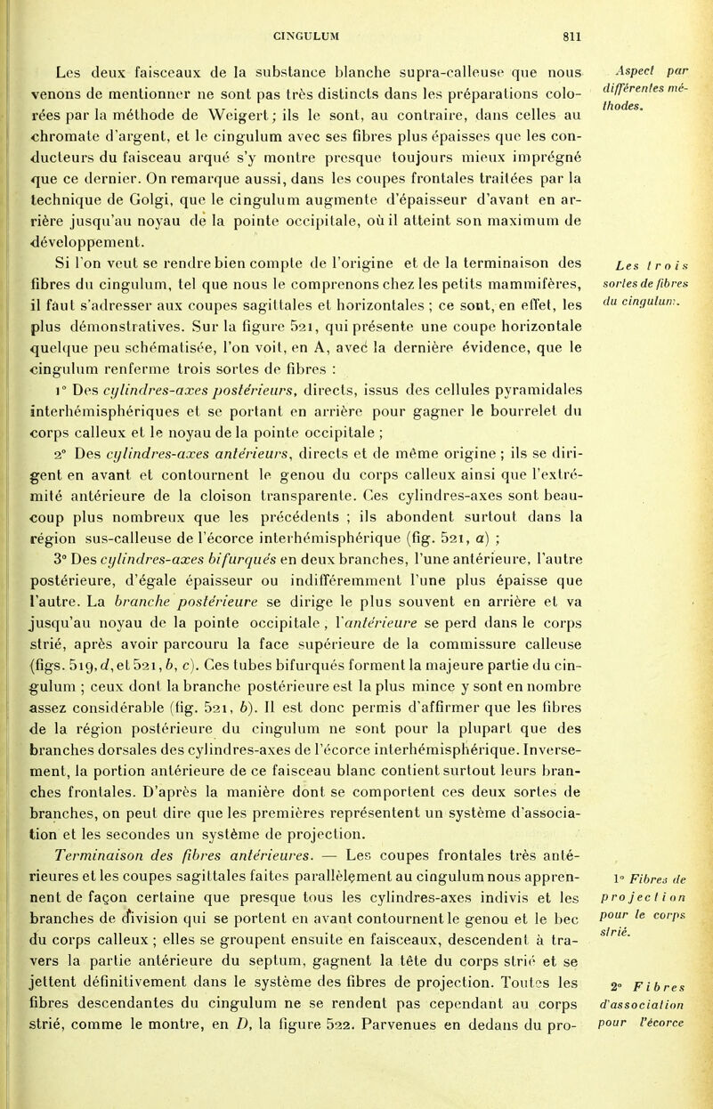 Les deux faisceaux de la substance blanche supra-calleuse que nous venons de mentionner ne sont pas très distincts dans les préparations colo- rées par la méthode de Weigert; ils le sont, au contraire, dans celles au chromate d'argent, et le cingulum avec ses fibres plus épaisses que les con- ducteurs du faisceau arqué s'y montre presque toujours mieux imprégné que ce dernier. On remarque aussi, dans les coupes frontales traitées par la technique de Golgi, que le cingulum augmente d'épaisseur d'avant en ar- rière jusqu'au noyau de la pointe occipitale, où il atteint son maximum de développement. Si l'on veut se rendre bien compte de l'origine et de la terminaison des fibres du cingulum, tel que nous le comprenons chez les petits mammifères, il faut s'adresser aux coupes sagittales et horizontales ; ce sont, en effet, les plus démonstratives. Sur la figure 521, qui présente une coupe horizontale quelque peu schématisée, l'on voit, en A, avec la dernière évidence, que le cingulum renferme trois sortes de fibres : i° Des cylindres-axes postérieurs, directs, issus des cellules pyramidales interhémisphériques et se portant en arrière pour gagner le bourrelet du corps calleux et le noyau de la pointe occipitale ; 2° Des cylindres-axes antérieurs, directs et de même origine ; ils se diri- gent en avant et contournent le genou du corps calleux ainsi que l'extré- mité antérieure de la cloison transparente. Ces cylindres-axes sont beau- coup plus nombreux que les précédents ; ils abondent surtout dans la région sus-calleuse de l'écorce interhémisphérique (fig. 521, a) ; 3° Des cylindres-axes bifurqués en deux branches, l'une antérieure, l'autre postérieure, d'égale épaisseur ou indifféremment l'une plus épaisse que l'autre. La branche postérieure se dirige le plus souvent en arrière et va jusqu'au noyau de la pointe occipitale , Y antérieure se perd dans le corps strié, après avoir parcouru la face supérieure de la commissure calleuse {figs. 519, c/,et 52i, 6, c). Ces tubes bifurqués forment la majeure partie du cin- gulum ; ceux dont la branche postérieure est la plus mince y sont en nombre assez considérable (fig. 52i, 6). Il est donc permis d'affirmer que les fibres de la région postérieure du cingulum ne sont pour la plupart que des branches dorsales des cylindres-axes de l'écorce interhémisphérique. Inverse- ment, la portion antérieure de ce faisceau blanc contient surtout leurs bran- ches frontales. D'après la manière dont se comportent ces deux sortes de branches, on peut dire que les premières représentent un système d'associa- tion et les secondes un système de projection. Terminaison des fibres antérieures. — Les coupes frontales très anté- rieures et les coupes sagittales faites parallèlement au cingulum nous appren- nent de façon certaine que presque tous les cylindres-axes indivis et les branches de cfivision qui se portent en avant contournent le genou et le bec du corps calleux ; elles se groupent ensuite en faisceaux, descendent à tra- vers la partie antérieure du septum, gagnent la tête du corps strié et se jettent définitivement dans le système des fibres de projection. Toutes les fibres descendantes du cingulum ne se rendent pas cependant au corps strié, comme le montre, en D, la figure 522. Parvenues en dedans du pro- Aspecl par différentes mé- thodes. Les trois sortes de fibres du cingulum. 1° Fibres de pro jec t i on pour te corps strié. 2» Fibres d'association pour l'écorce