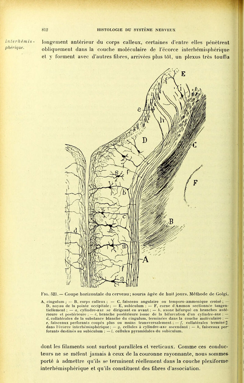 interhèmis - longement antérieur du corps calleux, certaines d'entre elles pénètrent phenque. obliquement dans la couche moléculaire de l'écorce inlerhémisphérique et y forment avec d'autres fibres, arrivées plus tôt, un plexus très touffu Fig. 521.— Coupe horizontale du cerveau; souris âgée de huit jours. Méthode de Golgi- A, cingulum ; — B, corps calleux ; — C, faisceau angulaire ou temporo-ammonique croisé ; — D, noyau de la pointe occipitale; — E, subiculum ; — F, corne d'Ammon sectionnée tangen- tiellement ; — a, cylindre-axe se dirigeant en avant ; — 6, axone bifurqué en branches anté- rieure et postérieure ; — c, branche postérieure issue de la bifurcation d'un cylindre-axe ; — d, collatérales de la substance blanche du cingulum, terminées dans la couche moléculaire ; — e, faisceaux perforants coupés plus ou moins transversalement ; — f, collatérales terminé $ dans l'écorce interhémisphérique; — y, cellules à cylindre-axe ascendant ; — h, faisceaux per- forants destinés au subiculum ; —:', cellules pyramidales du subiculum. dont les filaments sont surtout parallèles et verticaux. Comme ces conduc- teurs ne se mêlent jamais à ceux de la couronne rayonnante, nous sommes porté à admettre qu'ils se terminent réellement dans la couche plexiforme interhémisphérique et qu'ils constituent des fibres d'association.