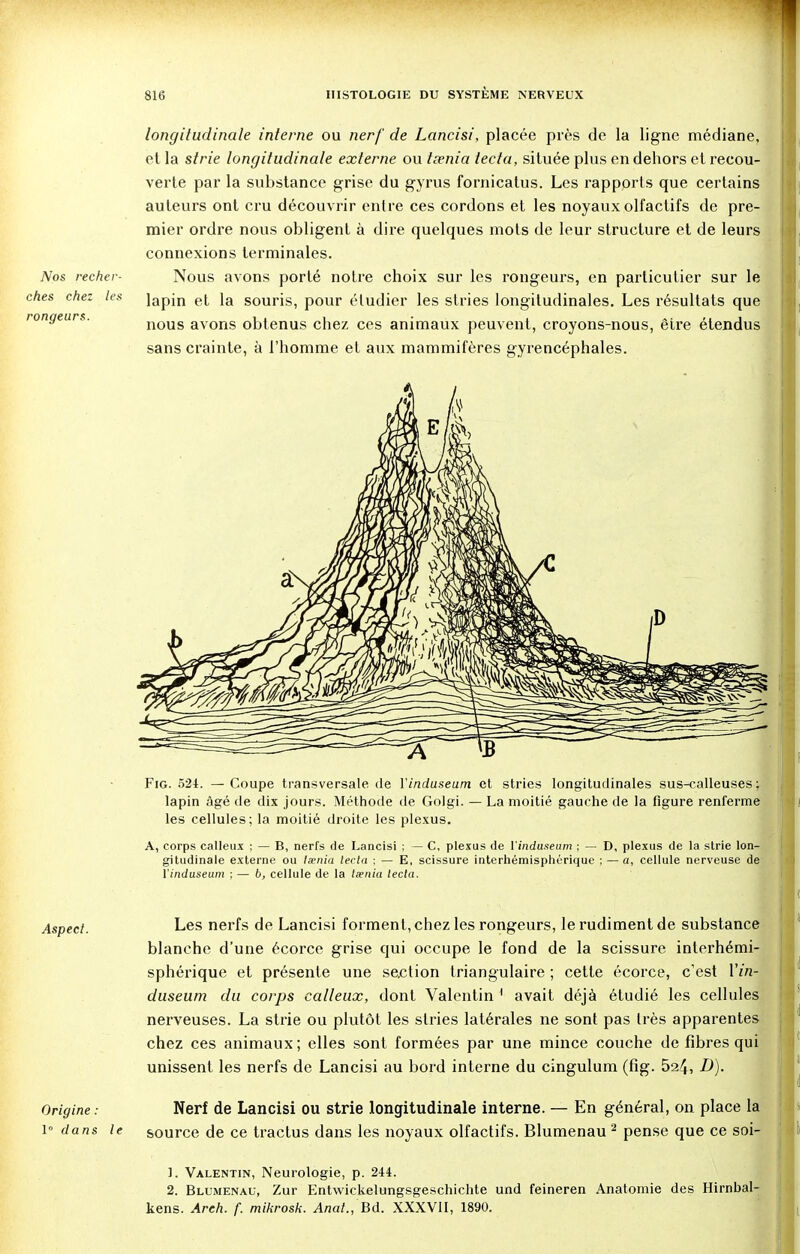 Nos recher- ches chez les rongeurs. longitudinale interne ou nerf de Lancisi, placée près de la ligne médiane, et la strie longitudinale externe ou tsenia tecta, située plus en dehors et recou- verte par la substance grise du gyrus fornicatus. Les rapports que certains auteurs ont cru découvrir entre ces cordons et les noyaux olfactifs de pre- mier ordre nous obligent à dire quelques mots de leur structure et de leurs connexions terminales. Nous avons porté notre choix sur les rongeurs, en particulier sur le lapin et la souris, pour étudier les stries longitudinales. Les résultats que nous avons obtenus chez ces animaux peuvent, croyons-nous, être étendus sans crainte, à l'homme et aux mammifères gyrencéphales. Fig. 524. — Coupe transversale de ïinduseum et stries longitudinales sus-calleuses; lapin âgé de dix jours. Méthode de Golgi. — La moitié gauche de la figure renferme les cellules; la moitié droite les plexus. A, corps calleux ; — B, nerfs de Lancisi ; — C, plexus de ïinduseum ; — D, plexus de la strie lon- gitudinale externe ou isenia tecta ; — E, scissure interhémisphérique ; — a, cellule nerveuse de ïinduseum ; — b, cellule de la taenia tecta. Aspect. Les nerfs de Lancisi forment, chez les rongeurs, le rudiment de substance blanche d'une écorce grise qui occupe le fond de la scissure interhémi- sphérique et présente une section triangulaire ; cette écorce, c'est ïin- duseum du corps calleux, dont Valentin 1 avait déjà étudié les cellules nerveuses. La strie ou plutôt les stries latérales ne sont pas très apparentes chez ces animaux; elles sont formées par une mince couche de fibres qui unissent les nerfs de Lancisi au bord interne du cingulum (fig. 52/J, D). Origine : Nerf de Lancisi ou strie longitudinale interne. — En général, on place la 1 dans le source de ce tractus dans les noyaux olfactifs. Blumenau 2 pense que ce soi- 1. Valentin, Neurologie, p. 244. 2. Blumenau, Zur Entwickelungsgeschichte und feineren Anatomie des Hirnbal- kens. Areh. f. mikrosk. Anat., Bd. XXXV11, 1890.