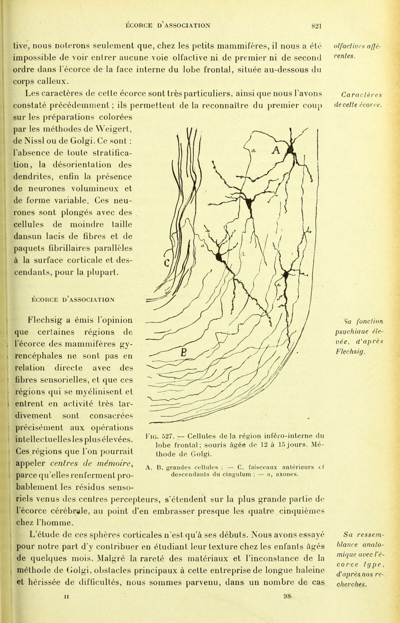 tive, nous noterons seulement que, chez les petits mammifères, il nous a été impossible de voir entrer aucune voie olfactive ni de premier ni de second ordre dans l'écorce de la face interne du lobe frontal, située au-dessous du corps calleux. Les caractères de cette écorce sont très particuliers, ainsi que nous l'avons constaté précédemment ; ils permettent de la reconnaître du premier coup sur les préparations colorées par les méthodes de Weigert, de Nissl ou de Golgi. Ce sont : l'absence de toute stratifica- tion, la désorienlation des dendrites, enfin la présence de neurones volumineux et de forme variable. Ces neu- rones sont plongés avec des cellules de moindre taille dansun lacis de fibres et de paquets fibrillaires parallèles à la surface corticale et des- cendants, pour la plupart. ECOKCE D ASSOCIATION Flechsig a émis l'opinion que certaines régions de l'écorce des mammifères gy- rencéphales ne sont pas en relation directe avec des fibres sensorielles, et que ces régions qui se myélinisent et entrent en activité très tar- divement sont consacrées précisément aux opérations intellectuelles les plus élevées. Ces régions que l'on pourrait appeler centres de mémoire, parce qu'elles renferment pro- bablement les résidus senso- riels venus des centres percepteurs, s'étendent sur la plus grande partie de l'écorce cérébrale, au point d'en embrasser presque les quatre cinquièmes chez l'homme. L'étude de ces sphères corticales n'est qu'à ses débuts. Nous avons essayé pour notre part d'y contribuer en étudiant leur texture chez les enfants âgés de quelques mois. Malgré la rareté des matériaux et l'inconstance de la méthode de Golgi, obstacles principaux à cette entreprise de longue haleine et hérissée de difficultés, nous sommes parvenu, dans un nombre de cas il 98 Fig. 527. — Cellules de la région inféro-interne du lobe frontal; souris âgée de 12 à 15jours. Mé- thode de Golgi. A, B, grandes cellules ; — C, faisceaux antérieurs et descendants du cingulum ; — a, axones. olfactives affé- rentes. Caractères de cette écorce. Sa fonction psuchiaue éle- vée, d'après Flechsig. Sa ressem- blance analo- mique avec l'é- corce type, d'après nos re- cherches.