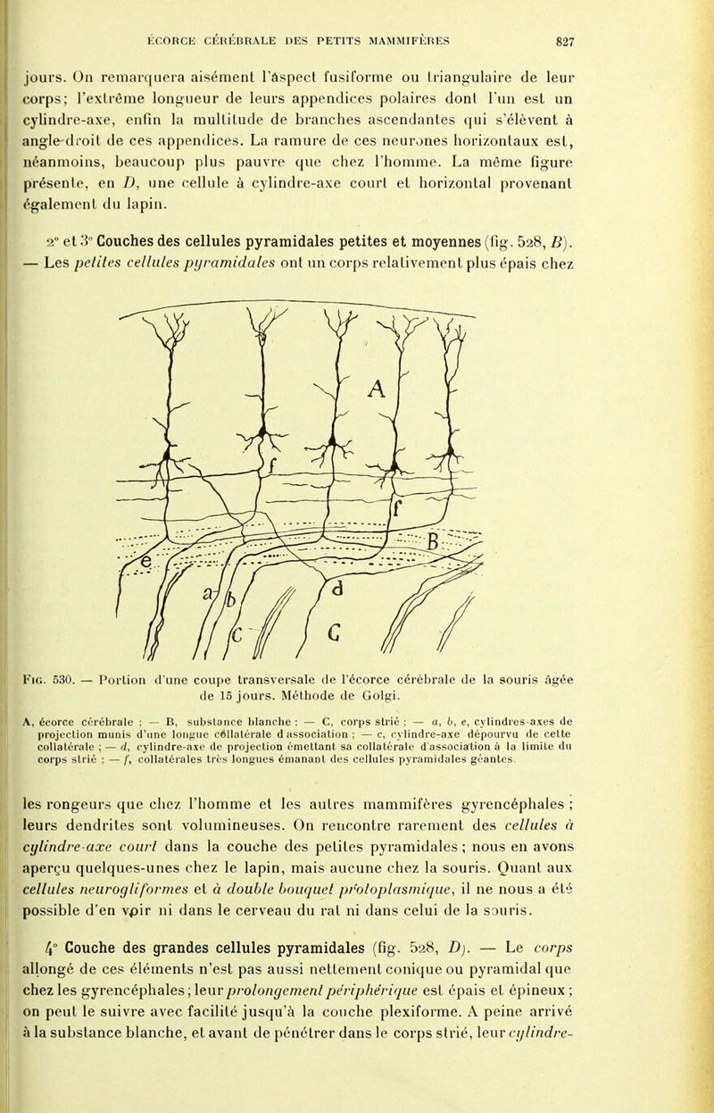 jours. On remarquera aisément l'aspect fusiforme ou triangulaire de leur corps; l'extrême longueur de leurs appendices polaires dont l'un est un cylindre-axe, enfin la multitude de branches ascendantes qui s'élèvent à angle droit de ces appendices. La ramure de ces neurones horizontaux est, néanmoins, beaucoup plus pauvre que chez l'homme. La même figure présente, en D, une cellule à cylindre-axe court et horizontal provenant également du lapin. a0 et 3 Couches des cellules pyramidales petites et moyennes (fig. 528, B). — Les petites cellules pyramidales ont un corps relativement plus épais chez Fig. 530. — Portion d'une coupe transversale de l'écorce cérébrale de la souris âgée de 15 jours. Méthode de Golgi. A, éeorce cérébrale ; — B, substance blanche ; — C, corps strié ; — a, b, e, cylindres-axes de projection munis d'une longue collatérale d association ; — c, cylindre-axe dépourvu de cette collatérale ; — d, cylindre-axe de projection émettant sa collatérale d'association à la limite du corps strié ; — f, collatérales très longues émanant des cellules pyramidales géantes. les rongeurs que chez l'homme et les autres mammifères gyrencéphales ; leurs dendrites sont volumineuses. On rencontre rarement des cellules à cylindre-axe court dans la couche des petites pyramidales ; nous en avons aperçu quelques-unes chez le lapin, mais aucune chez la souris. Quant aux cellules neurogliformes et à double bouquet pr'otoplasmique, il ne nous a été possible d'en vpir ni dans le cerveau du rat ni dans celui de la souris. 4° Couche des grandes cellules pyramidales (fig. 528, D). — Le corps allongé de ces éléments n'est pas aussi nettement conique ou pyramidal que chez les gyrencéphales ; leur prolongement périphérique est épais et épineux ; on peut le suivre avec facilité jusqu'à la couche plexiforme. A peine arrivé à la substance blanche, et avant de pénétrer dans le corps strié, leur cylindre-