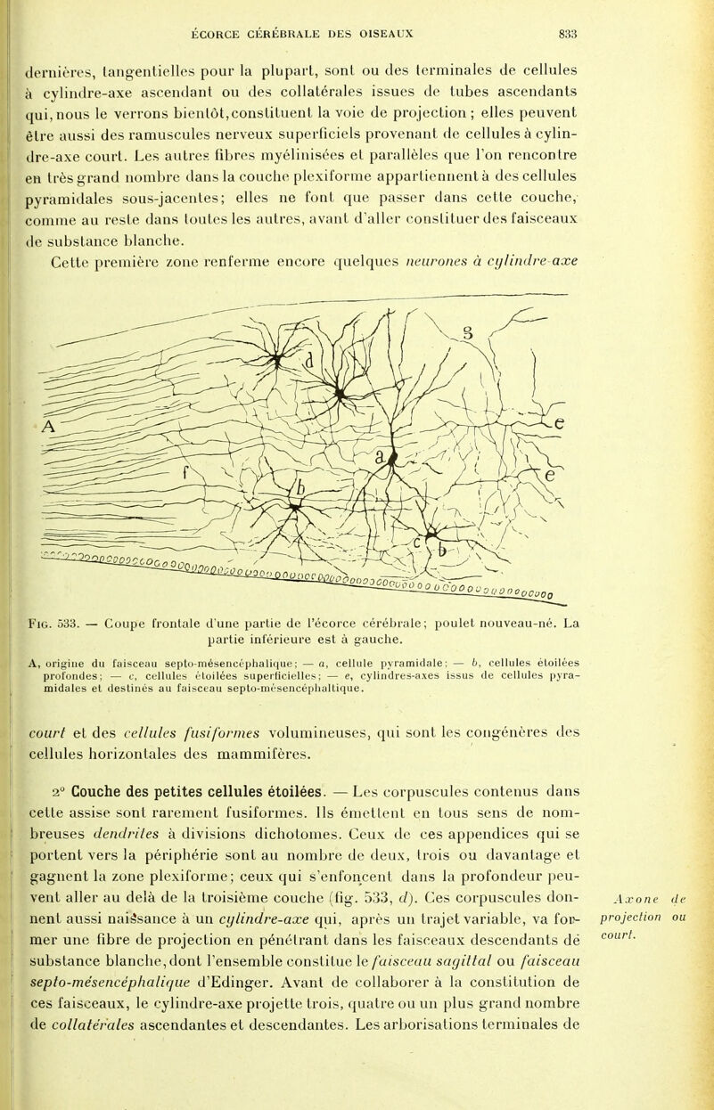 dernières, langent ielles pour la plupart, sont ou des terminales de cellules à cylindre-axe ascendant ou des collatérales issues de tubes ascendants qui,nous le verrons bientôt,constituent la voie de projection; elles peuvent être aussi des ramuscules nerveux superficiels provenant de cellules à cylin- dre-axe court. Les autres fibres myélinisées et parallèles que l'on rencontre en très grand nombre dans la couche plexiforme appartiennent à des cellules pyramidales sous-jacentes; elles ne font que passer dans cette couche, comme au reste dans toutes les autres, avant d'aller constituer des faisceaux de substance blanche. Cette première zone renferme encore quelques neurones à cylindre axe Fig. 533. — Coupe frontale d'une partie de l'écorce cérébrale; poulet nouveau-né. La partie inférieure est à gauche. A, origine du faisceau septo-mésencéphalique; — a, cellule pyramidale; — b, cellules éloilées profondes; — c, cellules éloilées superficielles; — e, cylindres-axes issus de cellules pyra- midales et destinés au faisceau septo-mésencéphultique. court et des cellules fusiformes volumineuses, qui sont les congénères des cellules horizontales des mammifères. 2° Couche des petites cellules étoilées. — Les corpuscules contenus dans cette assise sont rarement fusiformes. Ils émettent en tous sens de nom- breuses dendriles à divisions dichotomes. Ceux de ces appendices qui se | portent vers la périphérie sont au nombre de deux, trois ou davantage et gagnent la zone plexiforme; ceux qui s'enfoncent dans la profondeur peu- vent aller au delà de la troisième couche (fig. 533, d). Ces corpuscules don- Axone de nent aussi naissance à un cylindre-axe qui, après un trajet variable, va for- projection ou mer une fibre de projection en pénétrant dans les faisceaux descendants dé courl- substance blanche, dont l'ensemble constitue le faisceau sayittal ou faisceau septo-mésencéphalic/ue d'Edinger. Avant de collaborer à la constitution de ces faisceaux, le cylindre-axe projette trois, quatre ou un plus grand nombre de collatérales ascendantes et descendantes. Les arborisations terminales de