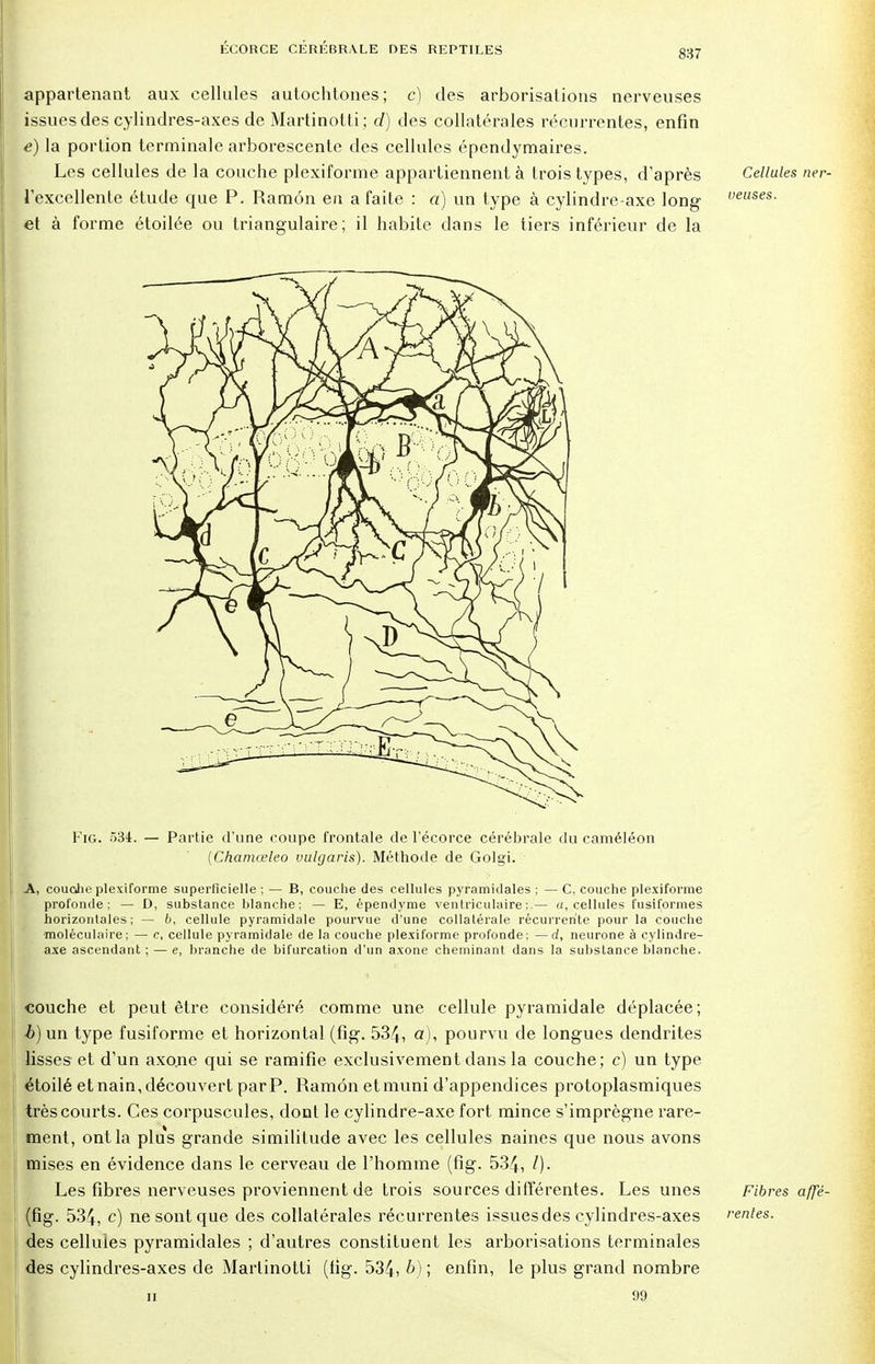 837 appartenant aux cellules autochtones; c) des arborisations nerveuses issues des cylindres-axes de Martinotti; d) des collatérales récurrentes, enfin è) la portion terminale arborescente des cellules épendymaires. Les cellules de la couche plexiforme appartiennent à trois types, d'après Cellules ner- l'excellente étude que P. Ramôn en a faite : a) un type à cylindre-axe long veuses. et à forme étoilée ou triangulaire; il habite dans le tiers inférieur de la Fig. 534. — Partie d'une coupe frontale de l'écorce cérébrale du caméléon {Chamœleo vulgaris). Méthode de Golgi. A, couche plexiforme superficielle ; — B, couche des cellules pyramidales ; — C, couche plexiforme profonde ; — D, substance blanche; — E, épendyme ventriculaire ;.— a, cellules fusiformes horizontales; — b, cellule pyramidale pourvue d'une collatérale récurrente pour la couche moléculaire; — c, cellule pyramidale de la couche plexiforme profonde; —d, neurone à cylindre- axe ascendant ; — e, branche de bifurcation d'un axone cheminant dans la substance blanche. couche et peut être considéré comme une cellule pyramidale déplacée; b) un type fusiforme et horizontal (fig. 534, a), pourvu de longues dendrites lisses et d'un axo.ne qui se ramifie exclusivement dans la couche; c) un type étoilé et nain, découvert par P. Ramôn et muni d'appendices protoplasmiques très courts. Ces corpuscules, dont le cylindre-axe fort mince s'imprègne rare- ment, ont la plus grande similitude avec les cellules naines que nous avons mises en évidence dans le cerveau de l'homme (fig. 534, 0- Les fibres nerveuses proviennent de trois sources différentes. Les unes Fibres affé- (fig. 534, c) ne sont que des collatérales récurrentes issues des cylindres-axes rentes. des cellules pyramidales ; d'autres constituent les arborisations terminales des cylindres-axes de Martinotti (fig. 534, b) ; enfin, le plus grand nombre