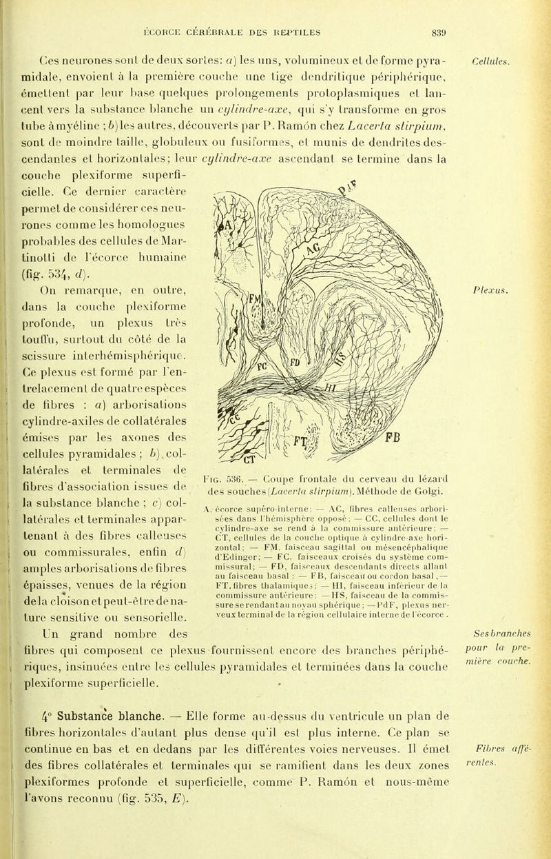 Ces neurones sont de deux sortes: a) les uns, volumineux et de forme pyra- midale, envoienl à la première couche une lige dendritique périphérique, émettent par leur base quelques prolongements protoplasmiques et lan- cent vers la substance blanche un cylindre-axe, qui s'y transforme en gros lube à myéline ; 6) les autres, découverts par P. Ramôn chez Lacerla stirpium, sont de moindre taille, globuleux ou fusiformes, et munis de dendrites des- cendantes et horizontales; leur cylindre-axe ascendant se termine dans la couche plexiforme superfi- cielle. Ce dernier caractère permet de considérer ces neu- rones comme les homologues probables des cellules deMar- linotti de l'écorce humaine (fig. 534, d). On remarque, en outre, dans la couche plexiforme profonde, un plexus très touffu, surtout du côté de la scissure inlerhémisphérique. Ce plexus est formé par l'en- trelacement de quatre espèces de libres : a) arborisations cylindre-axiles de collatérales émises par les axones des cellules pyramidales ; 6). col- latérales et terminales de fibres d'association issues de la substance blanche ; c) col- latérales et terminales appar- tenant à des fibres calleuses ou commissurales, enfin d) amples arborisations de fibres épaisses, venues de la région de la cloison et peut-être de na- ture sensitive ou sensorielle. Un grand nombre des fibres qui composent ce plexus fournissent encore des branches périphé- riques, insinuées entre les cellules pyramidales et terminées dans la couche plexiforme superficielle. Cellule*. Fig. 536. — Coupe frontale du cerveau du lézard des souches {Lacerla stirpium). Méthode de Golgi. A, érorce supéro-interne ; — AC, fibres calleuses arbori- sées dans l'hémisphère opposé; —CC, cellules dont le cylindre-axe se rend à la commissure antérieure; — CT, cellules de la couche optique à cylindre-axe hori- zontal; — FM, faisceau sagittal ou mésencéphalique d'Edinger; — FC, faisceaux croisés du système com- missural; — FD, faisceaux descendants directs allanl au faisceau basai ; — FB, faisceau ou cordon basai,— FT, fibres thalamiques ; —HI, faisceau inférieur de la commissure antérieure; —HS, faisceau de la commis- sure se rendant au noyau sphérique ; — PdF, plexus ner- veux terminal de la région cellulaire interne de l'écorce . Plexus. Ses branches pour la pre- mière couche. 4° Substance blanche. — Elle forme au-dessus du ventricule un plan de fibres horizontales d'autant plus dense qu'il est plus interne. Ce plan se continue en bas et en dedans par les différentes voies nerveuses. Il émet des fibres collatérales et terminales qui se ramifient dans les deux zones plexiformes profonde et superficielle, comme P. Ramôn et nous-même l'avons reconnu (fig. 535, E). Fibres affé- rentes.