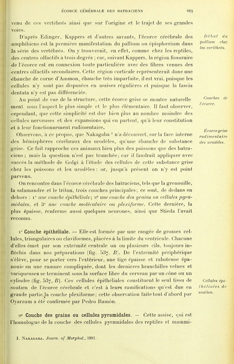 veau de ces vertébrés ainsi que sur l'origine et, le trajet de ses grandes voies. D'après Edinger, Kappers et d'autres savants, l'écorce cérébrale des amphibiens est la première manifestation du pallium ou épisphterium dans la série des vertébrés. On y trouverait, en effet, comme chez les reptiles, des centres olfactifs à trois degrés ; car, suivant Kappers, la région fissuraire •de l'écorce est en connexion toute particulière avec des fibres venues des ■centres olfactifs secondaires. Cette région corticale représenterait donc une •ébauche de corne d'Ammon, ébauche très imparfaite, il est vrai, puisque les •cellules n'y sont pas disposées en assises régulières et puisque la fascia ■dentala n'y est pas différenciée. Au point de vue de la structure, cette écorce grise se montre naturelle ment sous l'aspect le plus simple et le plus élémentaire. Il faut observer, •cependant, que cette simplicité est due bien plus au nombre moindre des cellules nerveuses et des expansions qui en partent, qu'à leur constitution •et à leur fonctionnement rudimentaire. Observons, à ce propos, que Nakagaba 1 n'a découvert, sur la face interne ■des hémisphères cérébraux des urodèles, qu'une ébauche de substance grise. Ce fait rapproche ces animaux bien plus des poissons que des batra- ciens ; mais la question n'est pas tranchée; car il faudrait appliquer avec succès la méthode de Golgi à l'étude des cellules de cette substance grise •chez les poissons et les urodèles : or, jusqu'à présent on n'y est point parvenu. On rencontre dans l'écorce cérébrale des batraciens, tels que la grenouille, la salamandre et le triton, trois couches principales; ce sont, de dedans en dehors : i° une couche épithèliale ; 2° une couche des grains ou cellules pyra- midales, et 3° une couche moléculaire ou ple.viforme. Cette dernière, la plus épaisse, renferme aussi quelques neurones, ainsi que Stieda l'avait reconnu. Début du pallium chez les vertébrés. Couches récorce. de Écorce grise rudimentaire des urodèles. r Couche épithèliale. — Elle est formée par une rangée de grosses cel- lules, triangulaires ou claviformes, placées à la limite du ventricule. Chacune d'elles émet par son extrémité centrale un ou plusieurs cils, toujours in- fléchis dans nos préparations (fig. 53y. B). De l'extrémité périphérique s'élève, pour se porter vers l'extérieur, une tige épaisse et raboteuse épa- nouie en une ramure compliquée, dont les dernières branchilles velues et variqueuses se terminent sous la surface libre du cerveau par un cône ou un cylindre (fig. 537, 5). Ces cellules épilhéliales constituent le seul tissu de Cellules épi- soutien de l'écorce cérébrale et c'est à leurs ramifications qu'est due en théliales de grande partie la couche plexiforme; cette observation faite tout d'abord par S0lltien- Oyarzum a été confirmée par Pedro Ramôn. 20 Couche des grains ou cellules pyramidales. — Cette assise, qui est l'homologue de la couche des cellules pyramidales des reptiles et mammi- 1. Nakagaba, Journ. of Morphol., 1891.