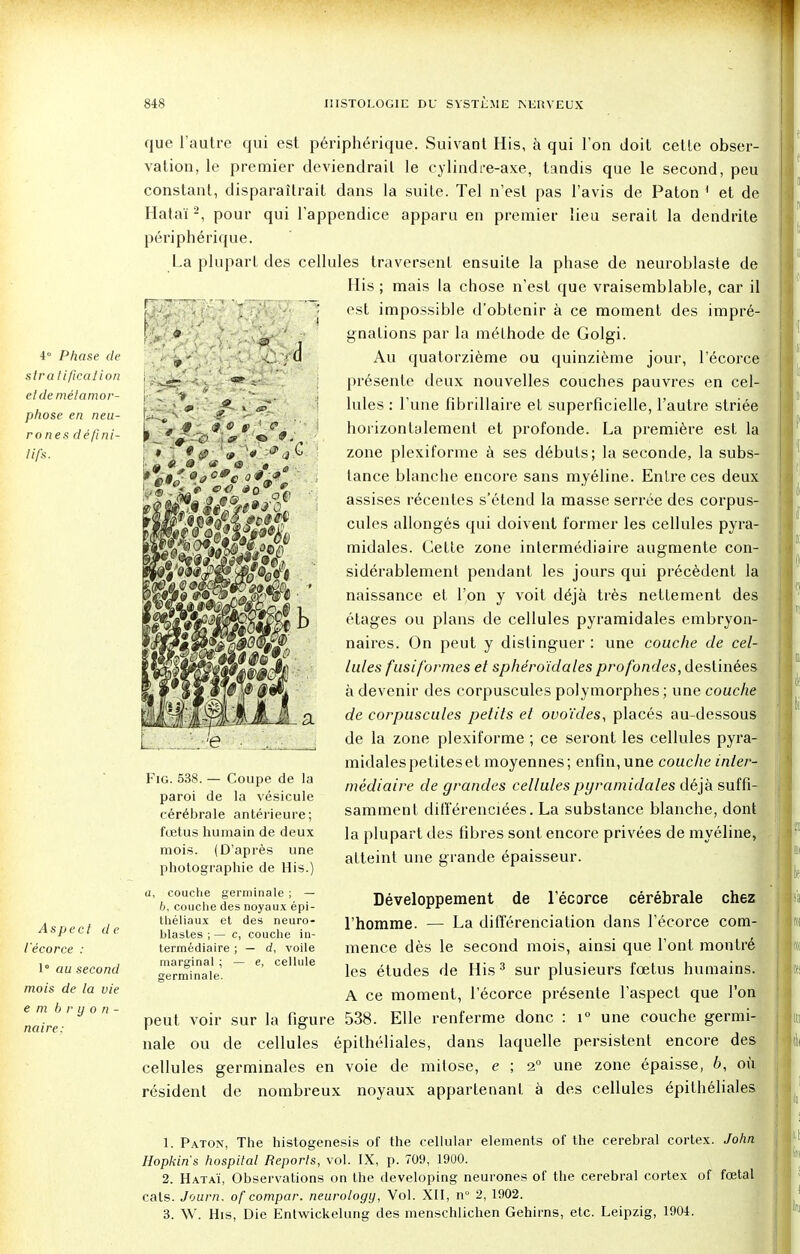 i Phase de stratification et de métamor- phose en neu- rones défini- tifs. Aspect de l'écorce : 1° au second mois de la vie e m b r y o n - nuire: n à « 9, tt & u es que l'autre qui est périphérique. Suivant His, à qui l'on doit cette obser- vation, le premier deviendrait le cylindre-axe, tandis que le second, peu constant, disparaîtrait dans la suite. Tel n'est pas l'avis de Paton 1 et de Hâtai2, pour qui l'appendice apparu en premier lieu serait la dendrite périphérique. La plupart des cellules traversent ensuite la phase de neuroblaste de His ; mais la chose n'est que vraisemblable, car il est impossible d'obtenir à ce moment des impré- gnations par la méthode de Golgi. Au quatorzième ou quinzième jour, l'écorce présente deux nouvelles couches pauvres en cel- lules : l'une fibrillaire et superficielle, l'autre striée horizontalement et profonde. La première est la zone plexiforme à ses débuts; la seconde, la subs- tance blanche encore sans myéline. Entre ces deux assises récentes s'étend la masse serrée des corpus- cules allongés qui doivent former les cellules pyra- midales. Cette zone intermédiaire augmente con- sidérablement pendant les jours qui précèdent la naissance et l'on y voit déjà très nettement des étages ou plans de cellules pyramidales embryon- naires. On peut y distinguer : une couche de cel- lules fusiformes et sphéroïdales profondes, destinées à devenir des corpuscules polymorphes ; une couche de corpuscules petits et ovoïdes, placés au-dessous de la zone plexiforme ; ce seront les cellules pyra- midales petites et moyennes; enfin, une couche inler- mêdiaire de grandes cellules pyramidales déjà suffi- samment différenciées. La substance blanche, dont la plupart des fibres sont encore privées de myéline, atteint une grande épaisseur. «17 M mû m Fig. 538. — Coupe de la paroi de la vésicule cérébrale antérieure; fœtus humain de deux mois. (D'après une photographie de His.) u, couche germinale ; — b, couche des noyaux épi- théliaux et des neuro- blastes ; — c, couche in- termédiaire ; — d, voile marginal ; — e, cellule germinale. Développement de l'écorce cérébrale chez l'homme. — La différenciation dans l'écorce com- mence dès le second mois, ainsi que l'ont montré les études de His3 sur plusieurs fœtus humains. A ce moment, l'écorce présente l'aspect que l'on peut voir sur la figure 538. Elle renferme donc : i° une couche germi- nale ou de cellules épithéliales, dans laquelle persistent encore des cellules germinales en voie de mitose, e ; 2° une zone épaisse, b, où résident de nombreux noyaux appartenant à des cellules épithéliales 1. Paton, The histogenesis of the cellular éléments of the cérébral cortex. John Hopkins hospital Reports, vol. IX, p. 709, 1900. 2. Hataï, Observations on the developing neurones of the cérébral cortex of fœtal cats. Journ. of compar. neurology, Vol. XII, n° 2, 1902. 3. W. His, Die Entwickelung des menschlichen Gehirns, etc. Leipzig, 1904.