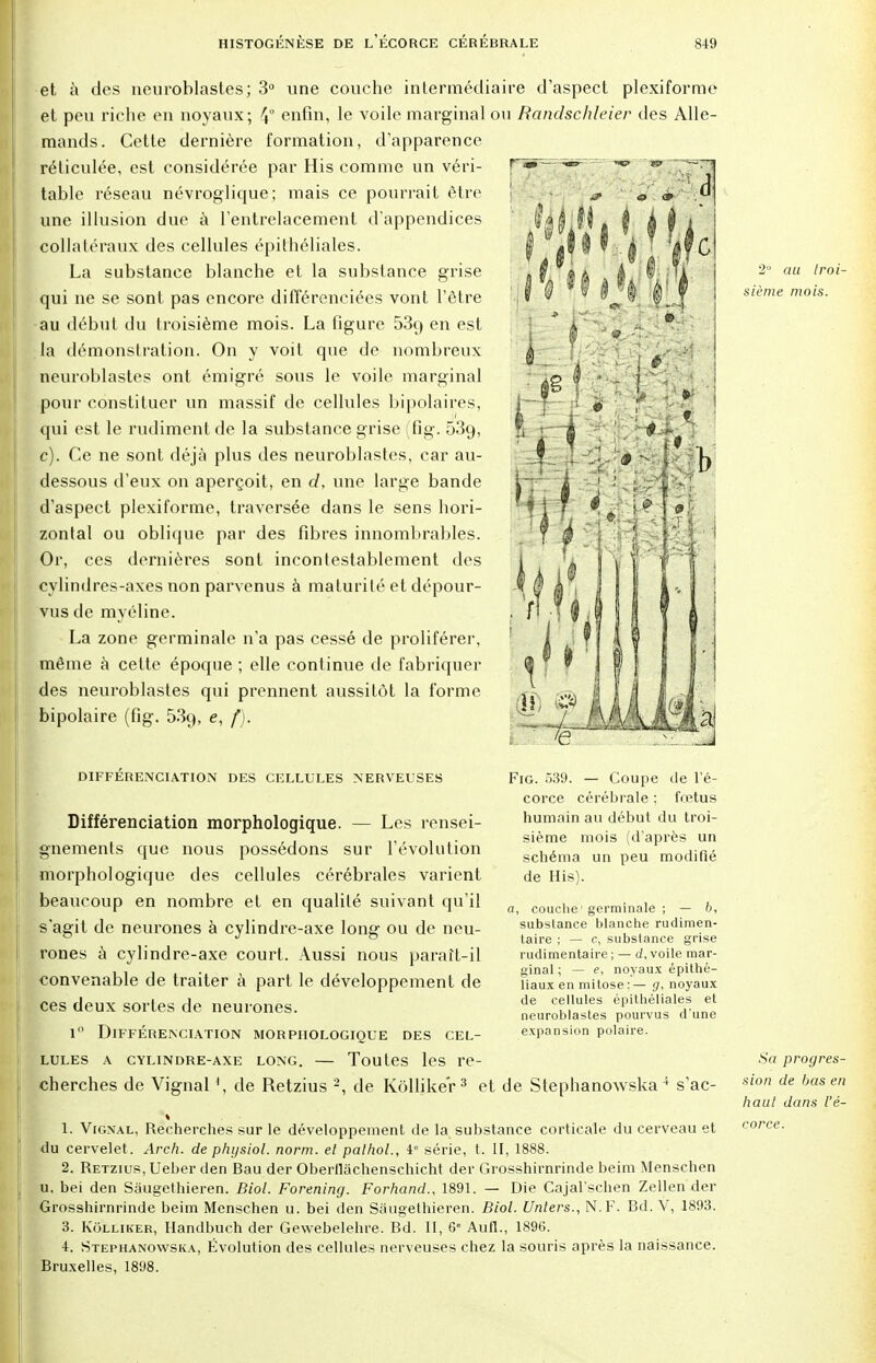 et à des neuroblastes; 3° une couche intermédiaire d'aspect plexiformë et peu riche en noyaux; 4 enfin, le voile marginal on Randschleier des Alle- mands. Cette dernière formation, d'apparence réticulée, est considérée par His comme un véri- table réseau névroglique ; mais ce pourrait être une illusion due à l'entrelacement d'appendices collatéraux des cellules épithéliales. La substance blanche et la substance grise qui ne se sont pas encore différenciées vont l'être au début du troisième mois. La figure 539 en es^ la démonstration. On y voit que de nombreux neuroblastes ont émigré sous le voile marginal pour constituer un massif de cellules bipolaires, qui est le rudiment de la substance grise (fig. 539, e). Ce ne sont déjà plus des neuroblastes, car au- dessous d'eux on aperçoit, en d, une large bande d'aspect plexiformë, traversée dans le sens hori- zontal ou oblique par des fibres innombrables. Or, ces dernières sont incontestablement des cylindres-axes non parvenus à maturité et dépour- vus de myéline. La zone germinale n'a pas cessé de proliférer, même à celte époque ; elle continue de fabriquer des neuroblastes qui prennent aussitôt la forme bipolaire (fig. 53q, e, f). 2 au troi- sième mois. DIFFERENCIATION DES CELLULES NERVEUSES Fig. 539. — Coupe de l'é- corce cérébrale ; fœtus humain au début du troi- sième mois (d'après un schéma un peu modifié de His). a, couche ' germinale ; — 6, substance blanche rudimen- taire ; — c, substance grise rudimentaire; — d, voile mar- ginal ; — e, noyaux épithé- liaux en mitose : — g, noyaux de cellules épithéliales et neuroblastes pourvus d'une expansion polaire. Différenciation morphologique. — Les rensei- gnements que nous possédons sur l'évolution morphologique des cellules cérébrales varient beaucoup en nombre et en qualité suivant qu'il s'agit de neurones à cylindre-axe long ou de neu- rones à cylindre-axe court. Aussi nous parart-il convenable de traiter à part le développement de ces deux sortes de neurones. i° Différenciation morphologique des cel- lules A CYLINDRE-AXE LONG. Toutes les re- cherches de Vignal \ de Retzius 2, de Kollike'r3 et de Stephanowska 4 s'ac- 1. Vignal, Recherches sur le développement de la substance corticale du cerveau et du cervelet . Arch. de physiol. norm. et palhol., 4e série, t. II, 1888. 2. Retzius, Ueber den Bau der Oberllachenschicht der Grosshirnrinde beim Menschen u, bei den Saugethieren. Biol. Forening. Forhand., 1891. — Die Cajal'schen Zellen der Grosshirnrinde beim Menschen u. bei den Saugethieren. Biol. Unters., N.F. Bd. V, 1893. 3. Kôlliker, Handbuch der Gevvebelehre. Bd. II, 6e Auft., 1896. 4. Stephanowska, Évolution des cellules nerveuses chez la souris après la naissance. Bruxelles, 1898. Sa progres- sion de bas en haut dans l'é- corce.