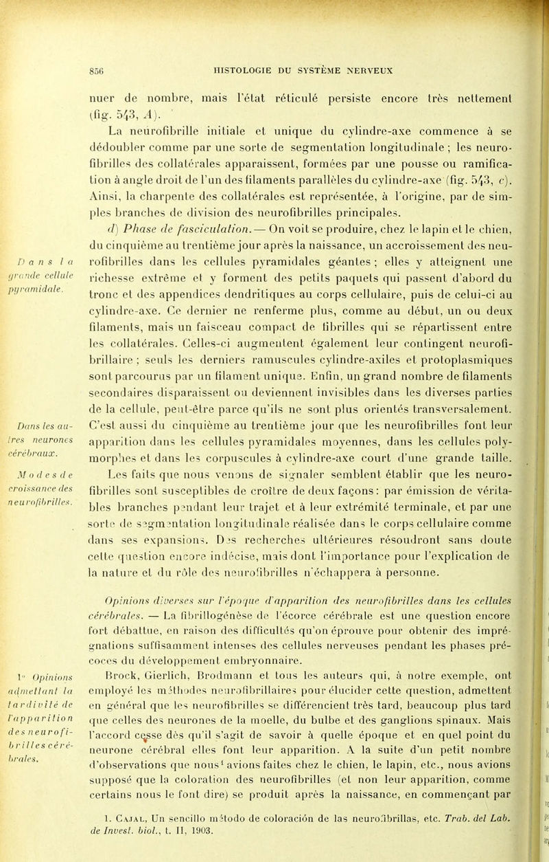 Dans la grande cellule pyramidale. Dans les au- tres neurones cérébraux. M o d e s d e croissance des neurofibrilles, nuer de nombre, mais l'état réticulé persiste encore très nettement (fig. 5/43, .4). La neurofibrille initiale et unique du cylindre-axe commence à se dédoubler comme par une sorte de segmentation longitudinale ; les neuro- fibrilles des collatérales apparaissent, formées par une pousse ou ramifica- tion à angle droit de l'un des filaments parallèles du cylindre-axe (fig. 54-3, c). Ainsi, la charpente des collatérales est représentée, à l'origine, par de sim- ples branches de division des neurofibrilles principales. c/) Phase de fasciculalion. — Ou voit se produire, chez le lapin et le chien, du cinquième au trentième jour après la naissance, un accroissement des neu- rofibrilles dans les cellules pyramidales géantes ; elles y atteignent une richesse extrême et y forment des petits paquets qui passent d'abord du tronc et des appendices dendritiques au corps cellulaire, puis de celui-ci au cylindre-axe. Ce dernier ne renferme plus, comme au début, un ou deux filaments, mais un faisceau compact de fibrilles qui se répartissent entre les collatérales. Celles-ci augmentent également leur contingent neurofi- brillaire ; seuls les derniers minuscules cylindre-axiles et protoplasmiques sont parcourus par un filament unique. Enfin, un grand nombre de filaments secondaires disparaissent ou deviennent invisibles dans les diverses parties de la cellule, peut-être parce qu'ils ne sont plus orientés transversalement. C'est aussi du cinquième au trentième jour que les neurofibrilles font leur apparition dans les cellules pyramidales moyennes, dans les cellules poly- morphes et dans les corpuscules à cylindre-axe court d'une grande taille. Les faits que nous venons de signaler semblent établir que les neuro- fibrilles sont susceptibles de croître de deux façons : par émission de vérita- bles branches pendant leur trajet et à leur extrémité terminale, et par une sorte de segmentation longitudinale réalisée dans le corps cellulaire comme dans ses expansions. Djs recherches ultérieures résoudront sans doute celte question encore indécise, mais dont l'importance pour l'explication de la nature et du rôle des neurofibrilles n'échappera à personne. 1° Opinions admettant la tardivité de l'apparition des n euro fi- brilles céré- brales. Opinions diverses sur l'époque d'apparition des nearofibrilles dans les cellules cérébrales. — La fibrillogénèse de l'écorce cérébrale est une question encore fort débattue, en raison des difficultés qu'on éprouve pour obtenir des impré- gnations suffisamment intenses des cellules nerveuses pendant les phases pré- coces du développement embryonnaire. Brock, Gierlich, Brodmann et tous les auteurs qui, à notre exemple, ont employé les méthodes neurofibrillaires pour élucider cette question, admettent en général que les neurofibrilles se différencient très tard, beaucoup plus tard que celles des neurones de la moelle, du bulbe et des ganglions spinaux. Mais l'accord ce^se dès qu'il s'agit de savoir à quelle époque et en quel point du neurone cérébral elles font leur apparition. A la suite d'un petit nombre d'observations que nous1 avions faites chez le chien, le lapin, etc., nous avions supposé que la coloration des neurofibrilles (et non leur apparition, comme certains nous le font dire) se produit après la naissance, en commençant par 1. Cajal, Un sencillo método de coloraciôn de las neuro.lbrillas, etc. Trab. del Lab. de Invest. biol., t. II, 1903.