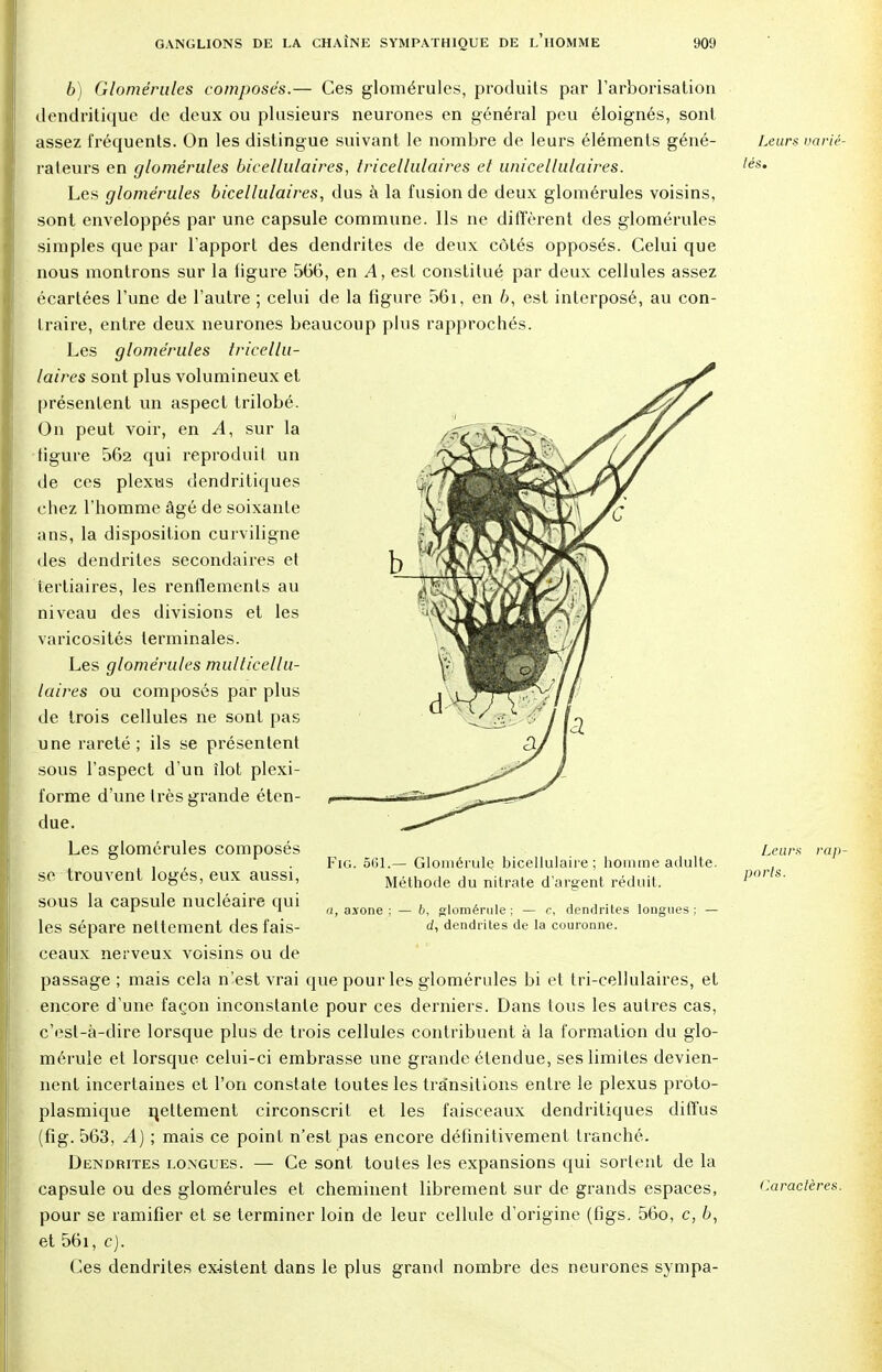 6) Glomérules composés.— Ces glomérules, produits par l'arborisation dendritique de deux ou plusieurs neurones en général peu éloignés, sont assez fréquents. On les distingue suivant le nombre de leurs éléments géné- rateurs en glomérules bicellulaires, tricellulaires et unicellulaires. Les glomérules bicellulaires, dus à la fusion de deux glomérules voisins, sont enveloppés par une capsule commune. Us ne diffèrent des glomérules simples que par l'apport des dendrites de deux côtés opposés. Celui que nous montrons sur la ligure 566, en A, est constitué par deux cellules assez écartées l'une de l'autre ; celui de la figure 56i, en 6, est interposé, au con- traire, entre deux neurones beaucoup plus rapprochés. Les glomérules tricellu- laires sont plus volumineux et présentent un aspect trilobé. On peut voir, en A, sur la tigure 562 qui reproduit un de ces plexus dendritiques chez l'homme âgé de soixante ans, la disposition curviligne des dendrites secondaires et tertiaires, les renflements au niveau des divisions et les varicosités terminales. Les glomérules multicellu- laires ou composés par plus de trois cellules ne sont pas une rareté ; ils se présentent sous l'aspect d'un îlot plexi- forme d'une très grande éten- due. Les glomérules composés se trouvent logés, eux aussi, sous la capsule nucléaire qui les sépare nettement des fais- ceaux nerveux voisins ou de passage ; mais cela n'est vrai que pour les glomérules bi et tri-cellulaires, et encore d'une façon inconstante pour ces derniers. Dans tous les autres cas, c'est-à-dire lorsque plus de trois cellules contribuent à la formation du glo- mérule et lorsque celui-ci embrasse une grande étendue, ses limites devien- nent incertaines et l'on constate toutes les transitions entre le plexus proto- plasmique nettement circonscrit et les faisceaux dendritiques diffus (fig. 563, A) ; mais ce point n'est pas encore définitivement tranché. Dendrites longues. — Ce sont toutes les expansions qui sortent de la capsule ou des glomérules et cheminent librement sur de grands espaces, pour se ramifier et se terminer loin de leur cellule d'origine (figs. 56o, c, b, et 56i, c). Ces dendrites existent dans le plus grand nombre des neurones sympa- Fig. 5(31.— Gloinérule bicellulaii e ; homme adulte. Méthode du nitrate d'argent réduit. a, axone — b, glomérule ; — c, dendrites longues ; — d, dendrites de la couronne. Leurs varié- tés. Leurs rap- ports. (Caractères.