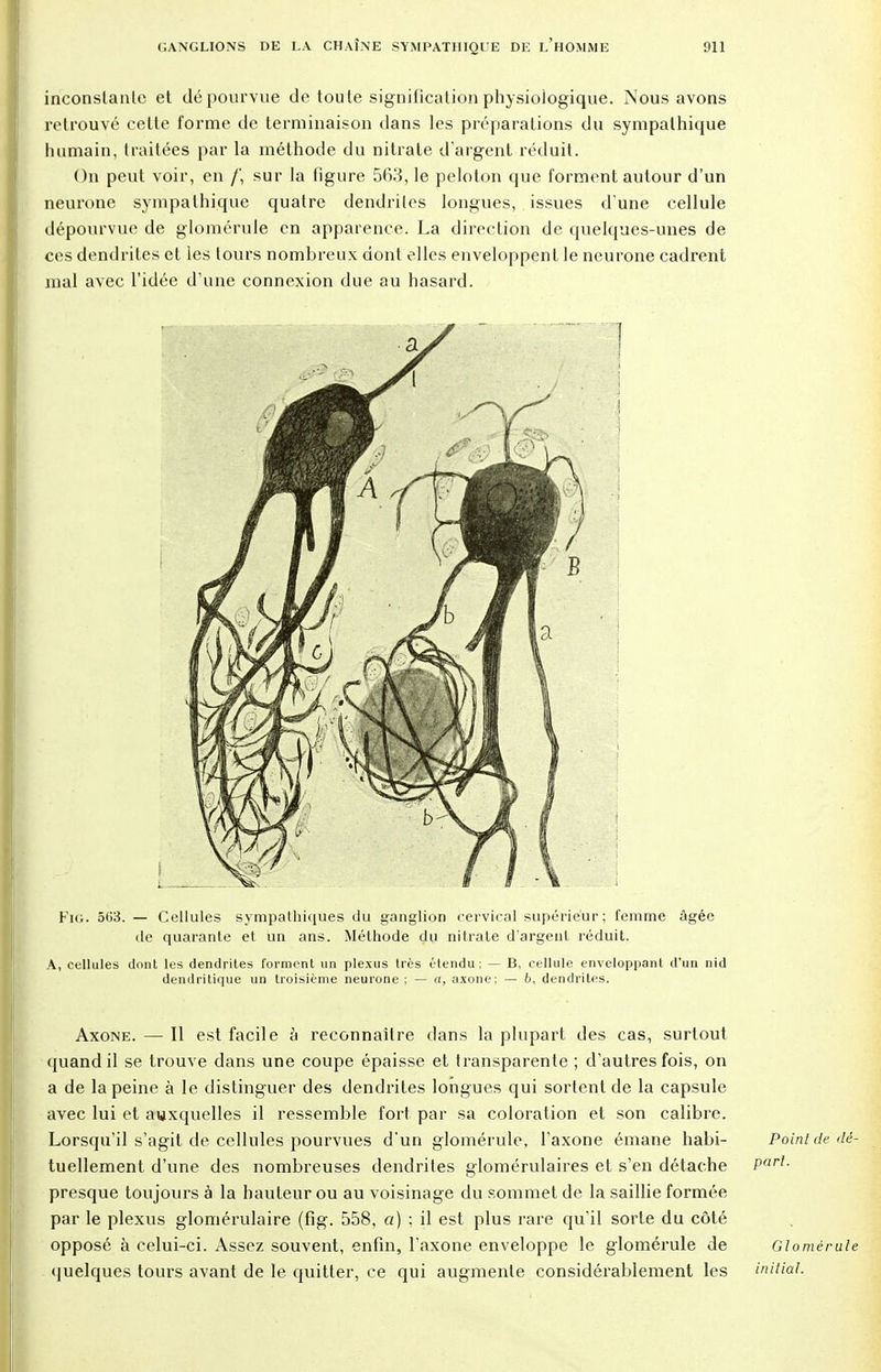 inconstante et dépourvue de toute signification physiologique. Nous avons retrouvé cette forme de terminaison tlans les préparations du sympathique humain, traitées par la méthode du nitrate d'argent réduit. On peut voir, en /', sur la figure 563, le peloton que forment autour d'un neurone sympathique quatre dendriles longues, issues d'une cellule dépourvue de glomérule en apparence. La direction de quelques-unes de ces dendrites et les tours nombreux dont elles enveloppent le neurone cadrent mal avec l'idée d'une connexion due au hasard. Fig. 503. — Cellules sympathiques du ganglion cervical supérieur; femme âgée de quarante et un ans. Méthode du nitrate d'argent réduit. A, cellules dont les dendrites forment un plexus très étendu; — B, cellule enveloppant d'un nid dendritique un troisième neurone ; — a, axone; — b, dendrites. Axone. — Il est facile à reconnaître dans la plupart des cas, surtout quand il se trouve dans une coupe épaisse et transparente ; d'autres fois, on a de la peine à le distinguer des dendrites longues qui sortent de la capsule avec lui et auxquelles il ressemble fort par sa coloration et son calibre. Lorsqu'il s'agit de cellules pourvues d'un glomérule, l'axone émane habi- Point de dé- tuellement d'une des nombreuses dendrites glomérulaires et s'en détache Part- presque toujours à la hauteur ou au voisinage du sommet de la saillie formée par le plexus glomérulaire (fig. 558, a) ; il est plus rare qu'il sorte du côté opposé à celui-ci. Assez souvent, enfin, l'axone enveloppe le glomérule de Glomérule quelques tours avant de le quitter, ce qui augmente considérablement les initial.