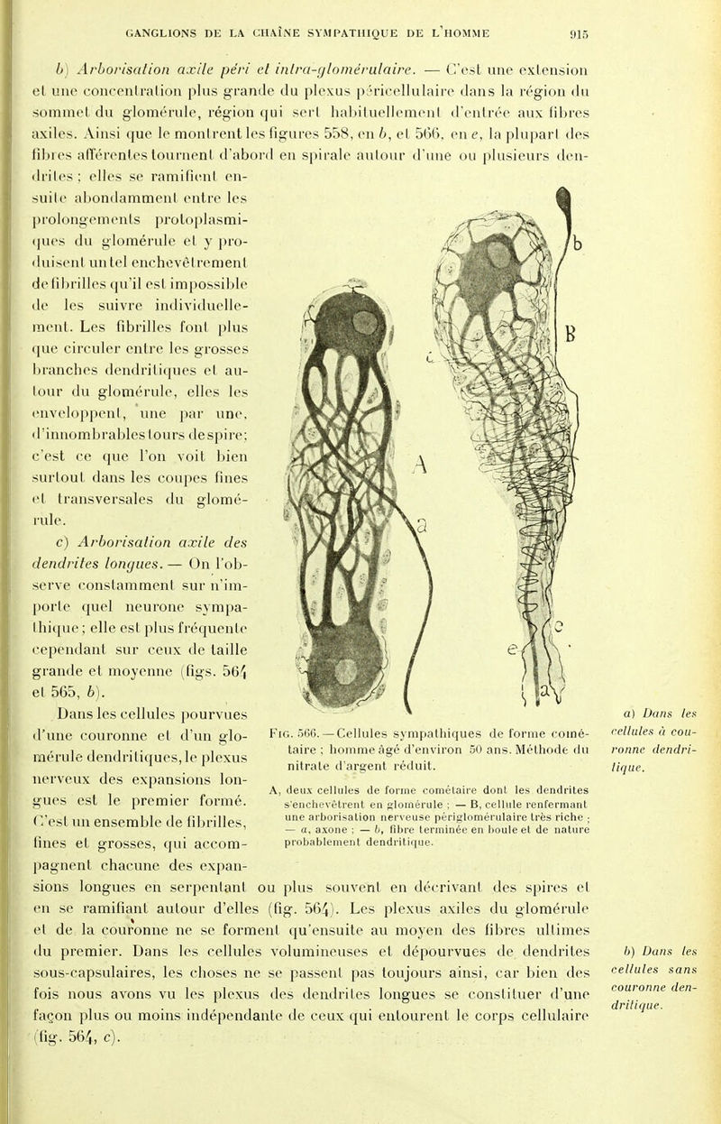 6) Arborisation axile péri et inlra-glomérulaire. ■— C'est une extension et une concentration plus grande du plexus pèricellulaire dans la région du sommet du glomérule, région qui serl habituellement d'entrée aux fibres axiles. Ainsi que le montrent les figures 558, en 6, et 566, en e, la plupart des fibres afférentes tournent d'abord en spirale autour d'une ou plusieurs den- drites ; elles se ramifient en- suite abondamment entre les prolongements protoplasmi- ques du glomérule et y pro- duisent un tel enchevêtrement de fibrilles qu'il est impossible de les suivre individuelle- ment. Les fibrilles font plus que circuler entre les grosses branches dendritiques et au- tour du glomérule, elles les enveloppent, une par une, d'innombrables tours de spire; c'est ce que l'on voit bien surtout dans les coupes fines et transversales du glomé- rule. c) Arborisation axile des dendrites longues. — On l'ob- serve constamment sur n'im- porte quel neurone sympa- thique ; elle est plus fréquente cependant sur ceux de taille grande et moyenne (figs. 564 et 565, 6). Dans les cellules pourvues Fig. 566.— Cellules sympathiques de forme comé- taire ; homme âgé d'environ 50 ans. Méthode du nitrate d'argent réduit. A, deux cellules de forme cométaire dont les dendrites s'enchevêtrent en glomérule ; — B, cellule renfermant une arborisation nerveuse périglomérulaire très riche ; — o, axone : — b, fibre terminée en boule et de nature probablement dendritique. d'une couronne et d'un glo- mérule dendriliqueSjle plexus nerveux des expansions lon- gues est le premier formé. (Test un ensemble de fibrilles, fines et grosses, qui accom- pagnent chacune des expan- sions longues en serpentant ou plus souvent en décrivant des spires et en se ramifiant autour d'elles (fig. 564). Les plexus axiles du glomérule et de la couronne ne se forment qu'ensuite au moyen des fibres ultimes du premier. Dans les cellules volumineuses et dépourvues de dendrites sous-capsulaires, les choses ne se passent pas toujours ainsi, car bien des fois nous avons vu les plexus des dendrites longues se constituer d'une façon plus ou moins indépendante de ceux qui entourent le corps cellulaire (fig. 564, c). a) Dans les cellules à cou- ronne dendri- lique. b) Dans les cellules sans couronne den- dritique.