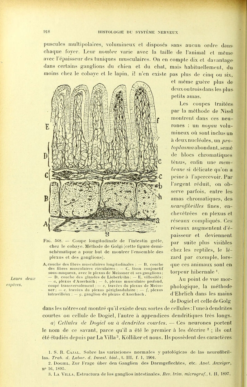 puscules multipolaires, volumineux et disposés sans aucun ordre dans chaque foyer. Leur nombre varie avec la taille de l'animal et même avec l'épaisseur des tuniques musculaires. On en compte dix et davantage dans certains ganglions du chien et du chat, mais habituellement, du moins chez le cobaye et le lapin, il n'en existe pas plus de cinq ou sixr et même guère plus de deuxoutroisdansles plus- petits amas. Les coupes traitées- par la méthode de Nissl montrent dans ces neu- rones : un noyau volu- mineux où sont inclus un à deux nucléoles, un pro- toplasma abondant, semé de blocs chromatiques ténus, enfin une mem- brane si délicate qu'on a peine à l'apercevoir. Par l'argent réduit, on ob- serve parfois, entre les amas chromatiques, des neurofibrilles fines, en- chevêtrées en plexus et réseaux compliqués. Ces réseaux augmentent d'é- paisseur et deviennent par suite plus visibles chez les reptiles, le lé- zard par exemple, lors- que ces animaux sont en torpeur hibernale 1. Au point de vue mor- phologique, la méthode d'Ehrlich dans les mains de Dogiel et celle de Golg dans les nôtres ont montré qu'il existe deux sortes de cellules : l'uneàdendrites courtes ou cellule de Dogiel, l'autre à appendices dendritiques très longs. a) Cellules de Dogiel ou à dendrites courtes. — Ces neurones portent le nom de ce savant, parce qu'il a été le premier à les décrire 2 ; ils ont été étudiés depuis par La Villa3, Kôlliker et nous. Ils possèdent des caractères- 1. S. R. Cajal, Sobre las variaciones normales y patolôgicas de las neurofibril- las. Trah. d. Labor. d. Invesl. biot., t. III, f. 1, 1904. 2. Dogiel, Zur Frage ùber den Ganglien des Darmgeflechtes, etc. Anal. Anzeigei\ n° lti, 1895. 3. La Villa, Estructura de los ganglios intestinales. Rev. Mm. micrograf., t. II, 1897. Fig. 568. — Coupe longitudinale de l'intestin grêle, chez le cobaye. Méthode de Golgi (cette figure demi- schématique a pour but de montrer l'ensemble des plexus et des ganglions). A,couche des fibres musculaires longitudinales ; — B, couche des fibres musculaires circulaires ; — C, tissu conjonctif sous-muqueux, avec le plexus de Meissner et ses ganglions ; Leurs deux — ^' couc'le des glandes de Lieberki'ihn : — E, villosités; — o, plexus d'Auerba'ch ; — b, plexus musculaire profond, espèces. coupé transversalement ; — c, travées du plexus de Meiss- ner; — e, travées du plexus périgiandulaire : — /', plexus intravilléux ; — g, ganglion du plexus d'Auerbach.