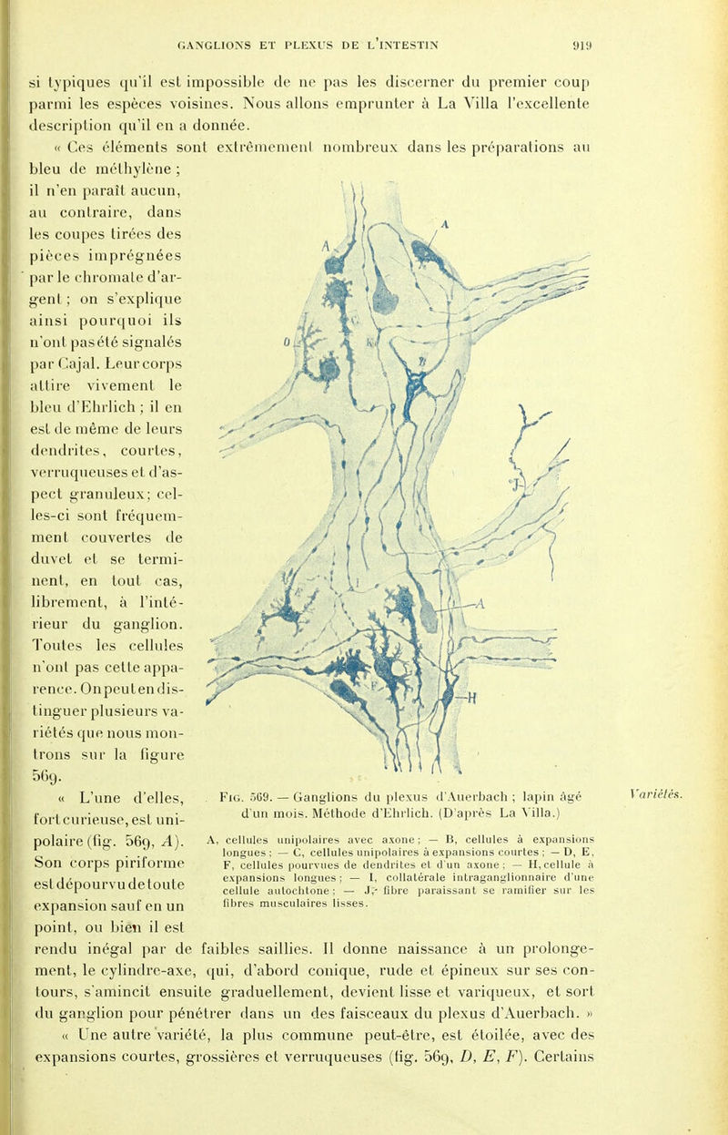 si typiques qu'il est impossible de ne pas les discerner du premier coup parmi les espèces voisines. Nous allons emprunter à La Villa l'excellente description qu'il en a donnée. << Ces éléments sont extrêmement nombreux dans les préparations au bleu de méthylène ; il n'en paraît aucun, au contraire, dans les coupes tirées des pièces imprégnées par le chromale d'ar- gent ; on s'explique ainsi pourquoi ils n'ont pas été signalés par Cajal. Leur corps attire vivement le bleu d'Ehrlich ; il en est de même de leurs dendrites, courtes, verruqueuses et d'as- pect granuleux; cel- les-ci sont fréquem- ment couvertes de duvet et se termi- nent, en tout cas, librement, à l'inté- rieur du ganglion. Toutes les cellules n'ont pas cette appa- rence. Onpeutendis- tinguer plusieurs va- riétés que nous mon- trons sur la figure 569. « L'une d'elles, fort curieuse, est uni- polaire (fig. 069,^4). Son corps piriforme estdépourvudetoute expansion sauf en un point, ou bien il est rendu inégal par de faibles saillies. Il donne naissance à un prolonge- ment, le cylindre-axe, qui, d'abord conique, rude et épineux sur ses con- tours, s'amincit ensuite graduellement, devient lisse et variqueux, et sort du ganglion pour pénétrer dans un des faisceaux du plexus d'Auerbach. » « Une autre variété, la plus commune peut-être, est étoilée, avec des expansions courtes, grossières et verruqueuses (tig. 569, D, E, F). Certains Fig. 569. — Ganglions du plexus d'Auerbach ; lapin âgé d'un mois. Méthode d'Ehrlich. (D'après La Villa.) cellules unipolaires avec axone; — B, cellules à expansions longues ; — C, cellules unipolaires à expansions courtes ; — D, E. F, cellules pourvues de dendrites et d'un axone; — H,cellule à expansions longues ; — 1, collatérale intraganglionnaire d'une cellule autochtone : — J,' libre paraissant se ramifier sur les fibres musculaires lisses. Variétés.