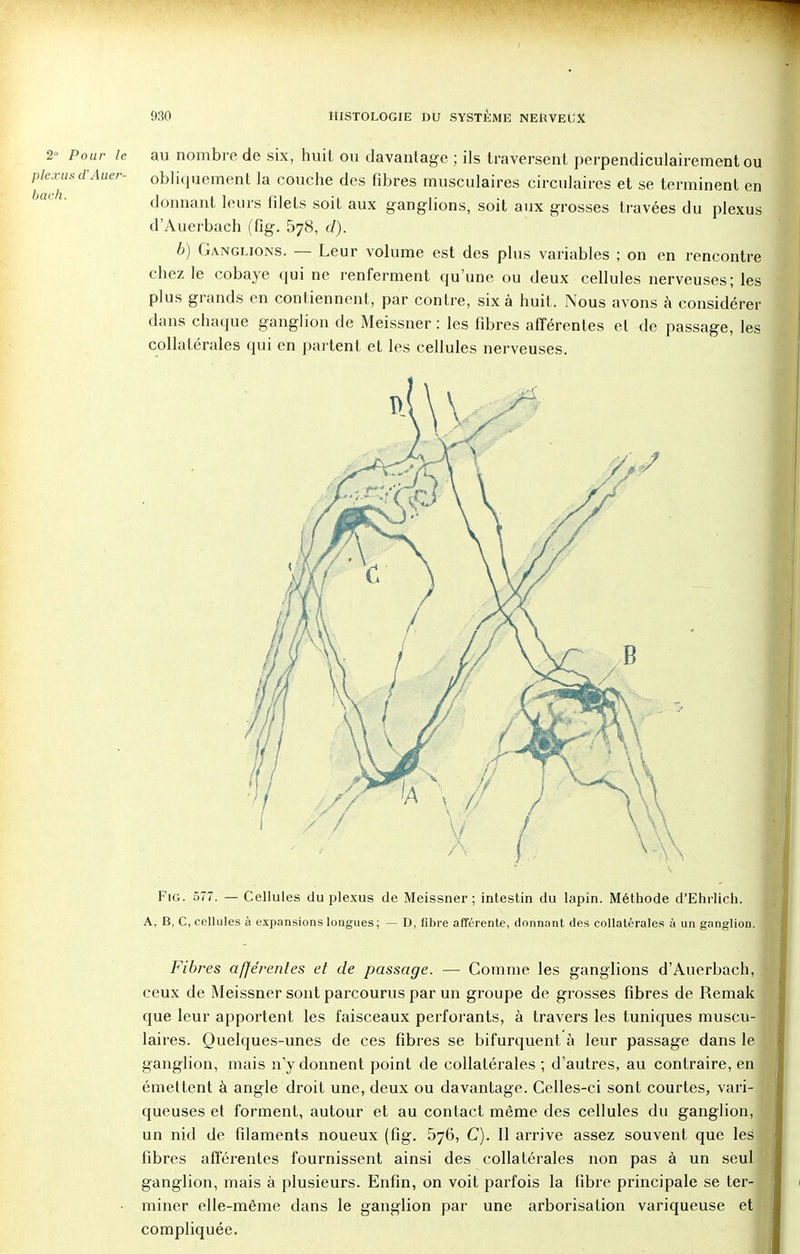 2» Pour le plexus d'Auer- bach. au nombre de six, huit ou davantage ; ils traversent perpendiculairement ou obliquement la couche des fibres musculaires circulaires et se terminent en donnant leurs filets soit aux ganglions, soit aux grosses travées du plexus d'Auerbach (fig. 578, d). b) Ganglions. — Leur volume est des plus variables ; on en rencontre chez le cobaye qui ne renferment qu'une ou deux cellules nerveuses; les plus grands en contiennent, par contre, six à huit. Nous avons à considérer dans chaque ganglion de Meissner : les fibres afférentes et de passage, les collatérales qui en partent et les cellules nerveuses. Fig. 577. — Cellules du plexus de Meissner; intestin du lapin. Méthode d'Ehrlich. A, B, C, cellules à expansions longues ; D, fibre afférente, donnant des collatérales à un ganglion. Fibres afférentes et de passage. — Comme les ganglions d'Auerbach, ceux de Meissner sont parcourus par un groupe de grosses fibres de Remak que leur apportent les faisceaux perforants, à travers les tuniques muscu- laires. Quelques-unes de ces fibres se bifurquent à leur passage dans le ganglion, mais n'y donnent point de collatérales ; d'autres, au contraire, en émettent à angle droit une, deux ou davantage. Celles-ci sont courtes, vari- queuses et forment, autour et au contact même des cellules du ganglion, un nid de filaments noueux (fig. 576, C). Il arrive assez souvent que les fibres afférentes fournissent ainsi des collatérales non pas à un seul ganglion, mais à plusieurs. Enfin, on voit parfois la fibre principale se ter- miner elle-même dans le ganglion par une arborisation variqueuse et compliquée.